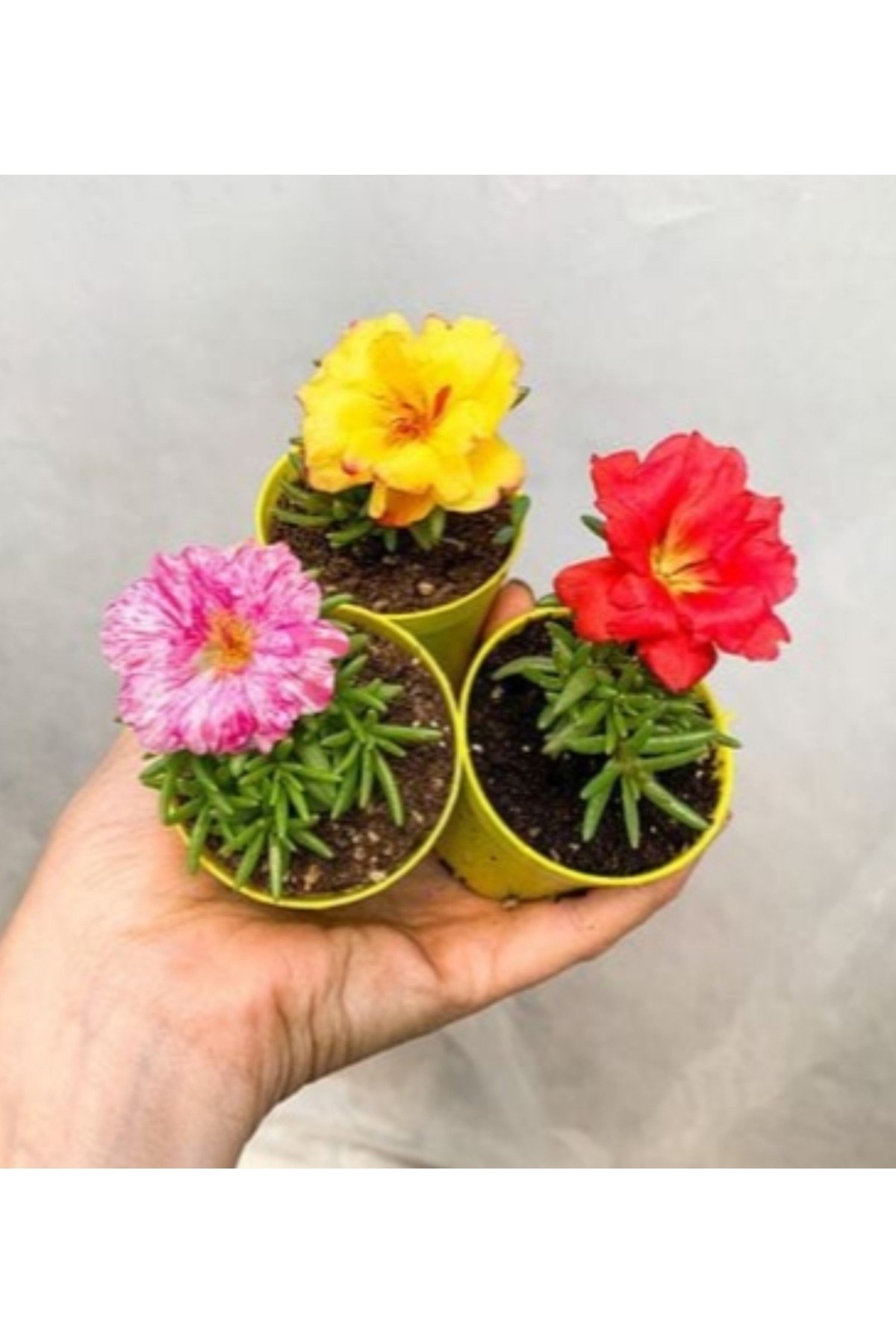 Saksıda İpek Çiçeği