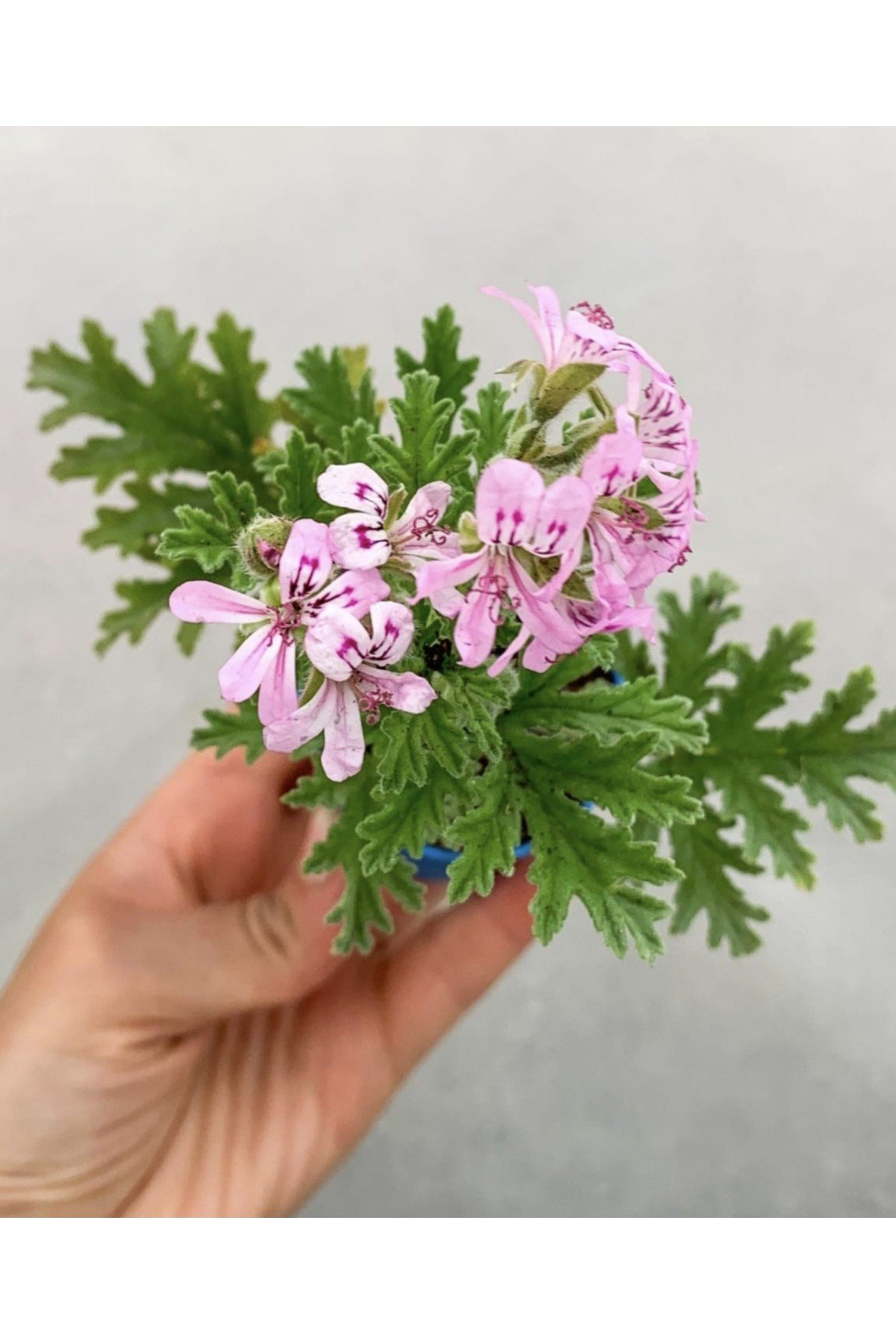 Saksıda Itır Çiçeği