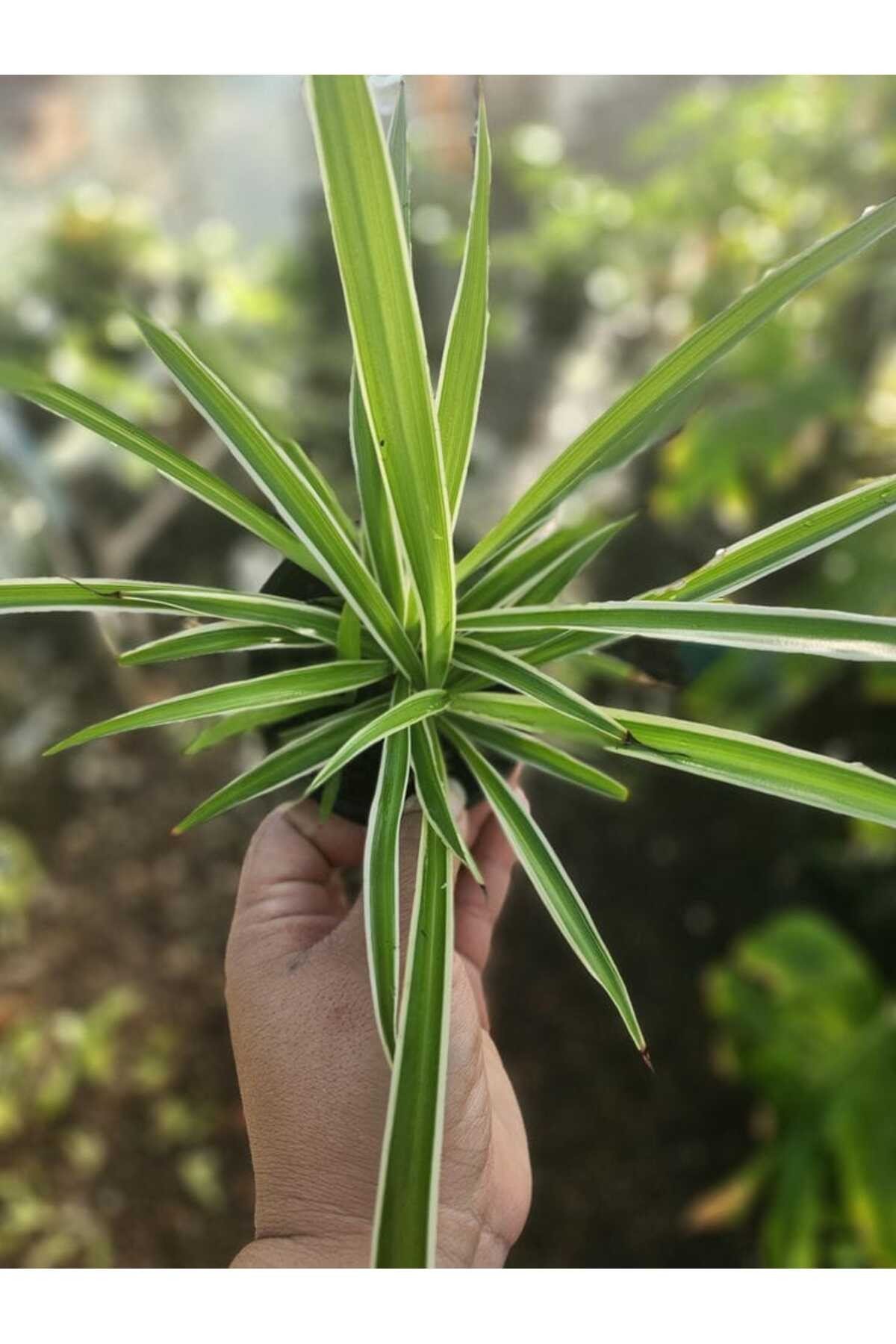 Saksıda Kurdele Çiçeği