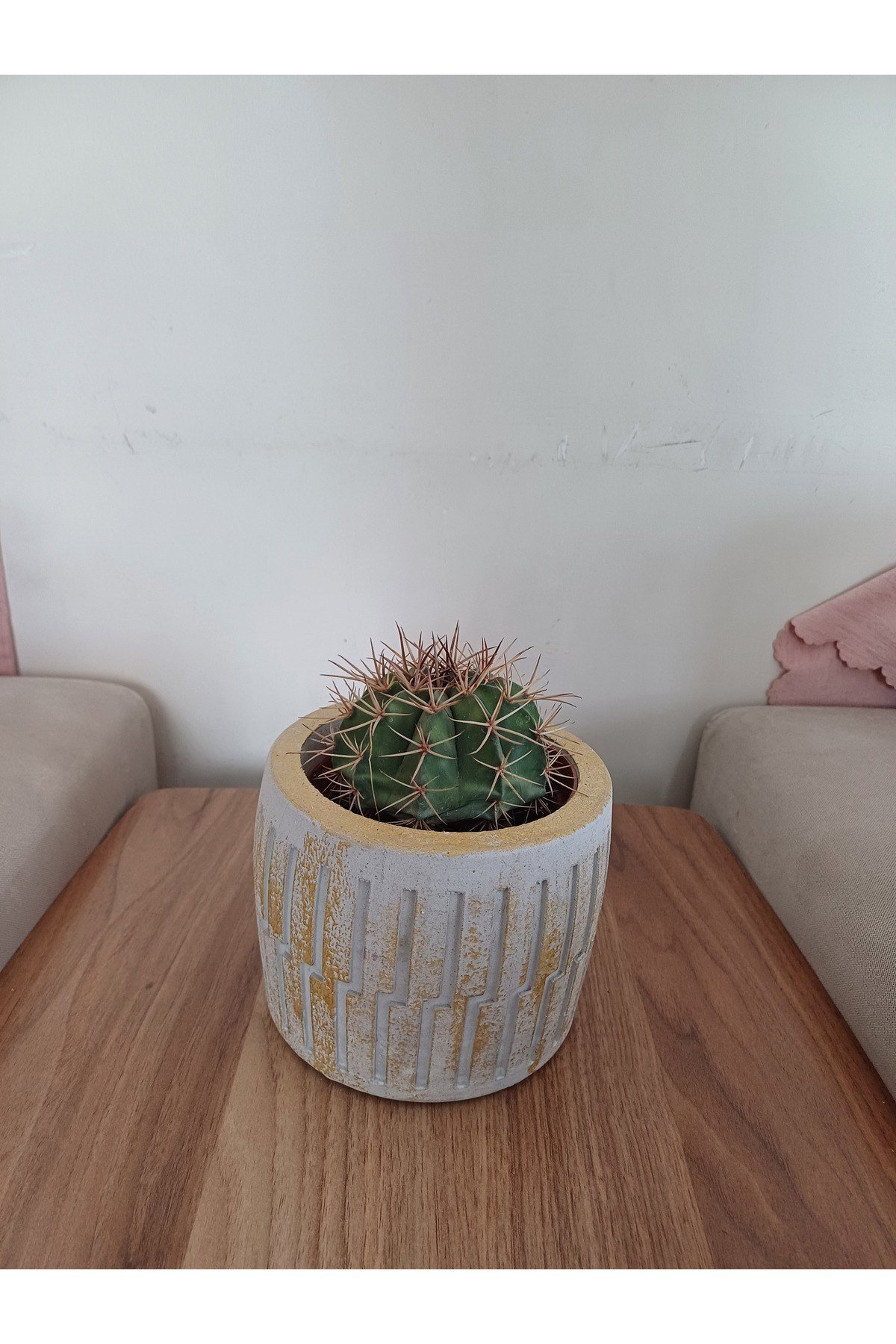 Saksıda Melo Kaktüs 14cm Çap