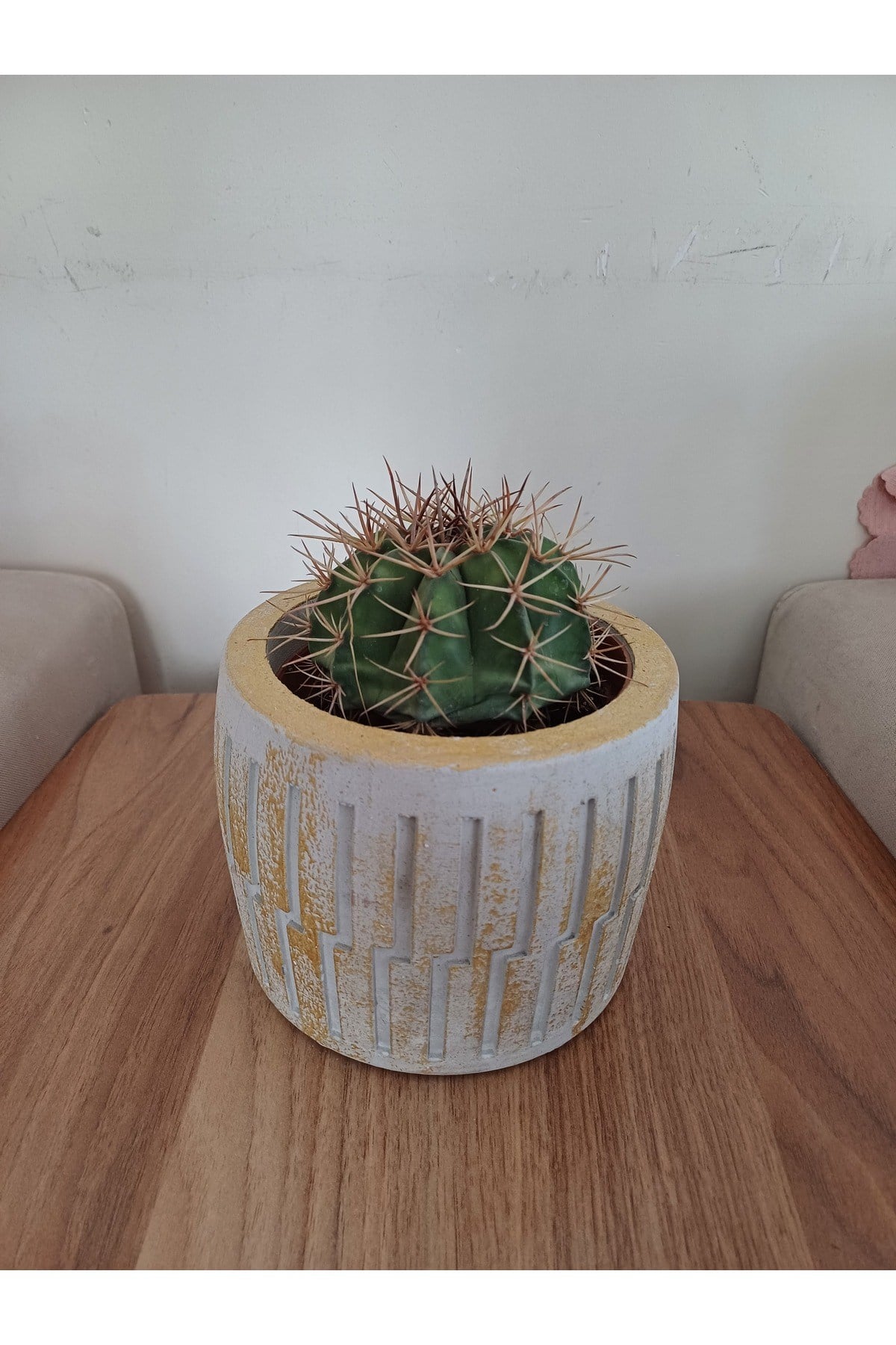 Saksıda Melo Kaktüs 14cm Çap