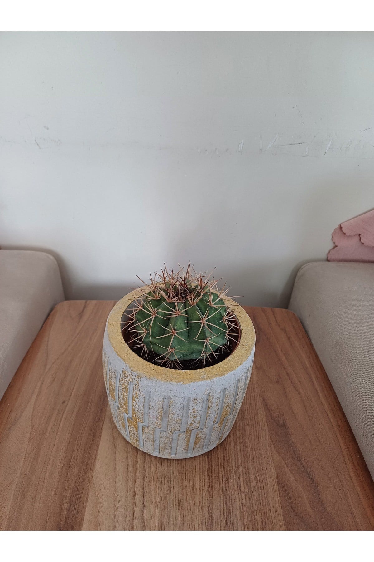 Saksıda Melo Kaktüs 14cm Çap