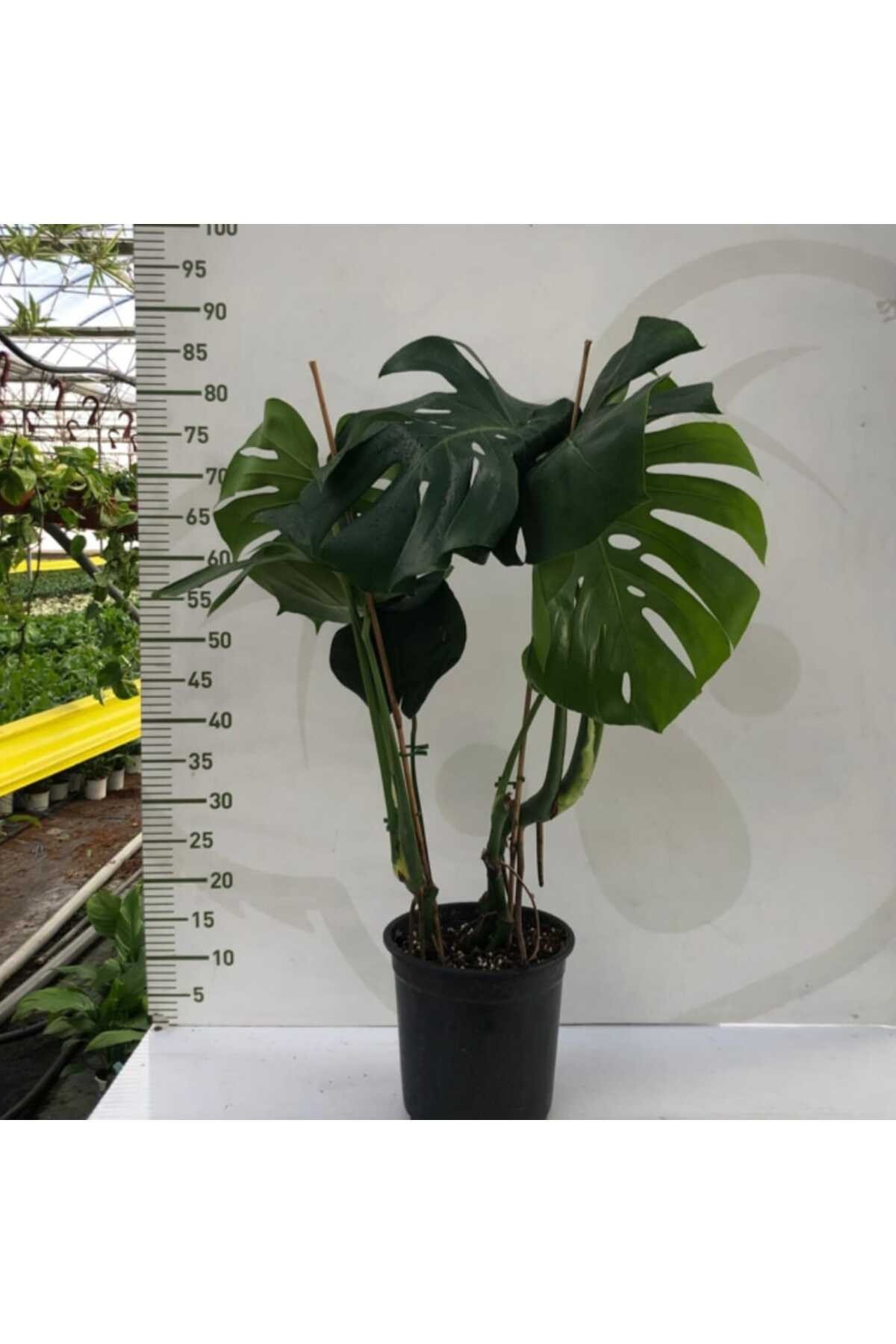 Saksıda Monstera Deve Tabanı Bitkisi