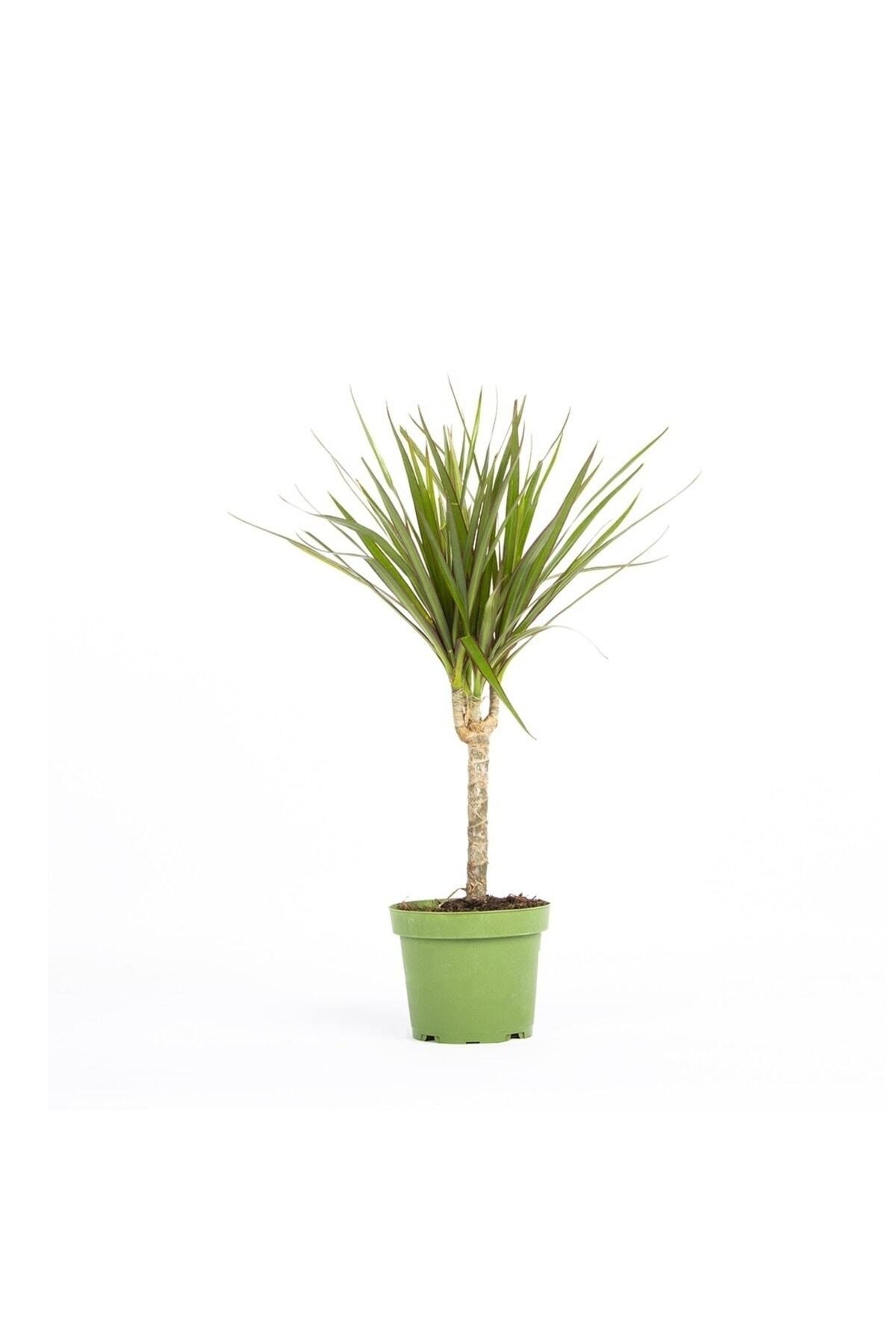 Saksıda Tek Gövdeli Dracaena Marginata