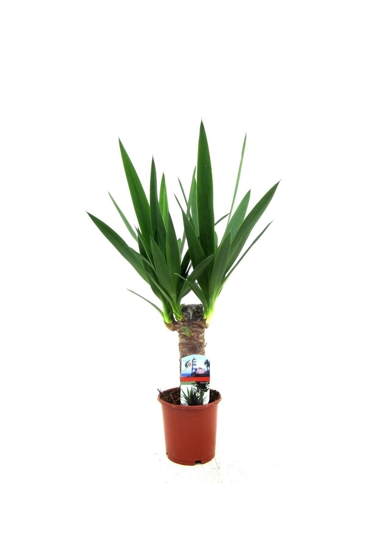 Saksıda Tek Gövdeli Yucca Elephantipes Avize Çiçeği