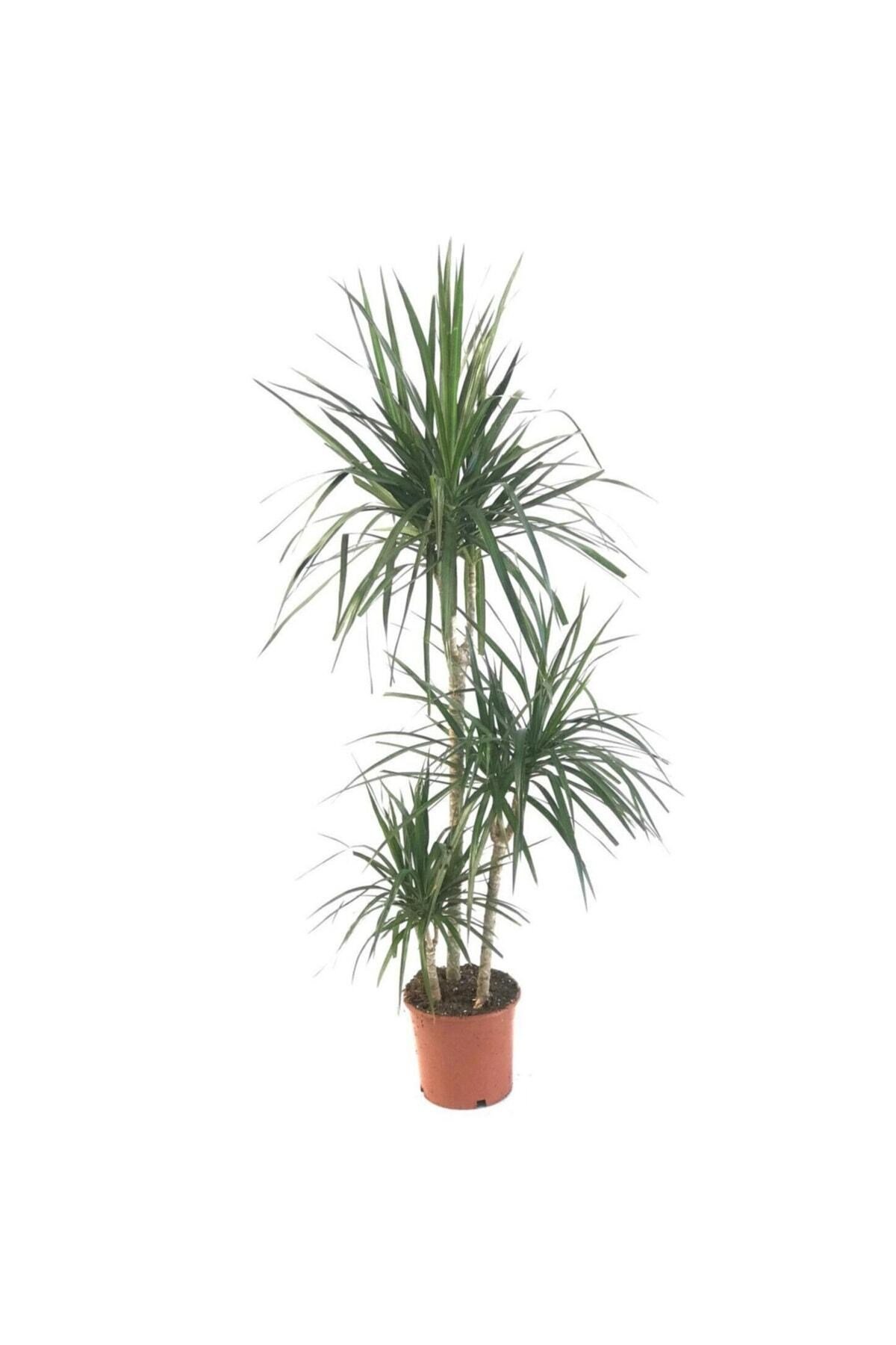 Saksıda Üç Gövdeli Dracaena Marginata