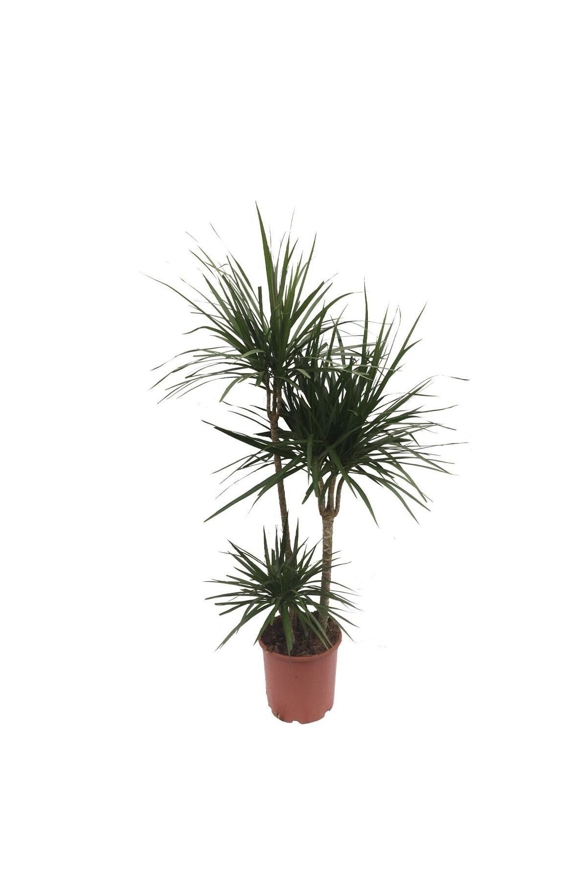 Saksıda Üç Gövdeli Dracaena Marginata