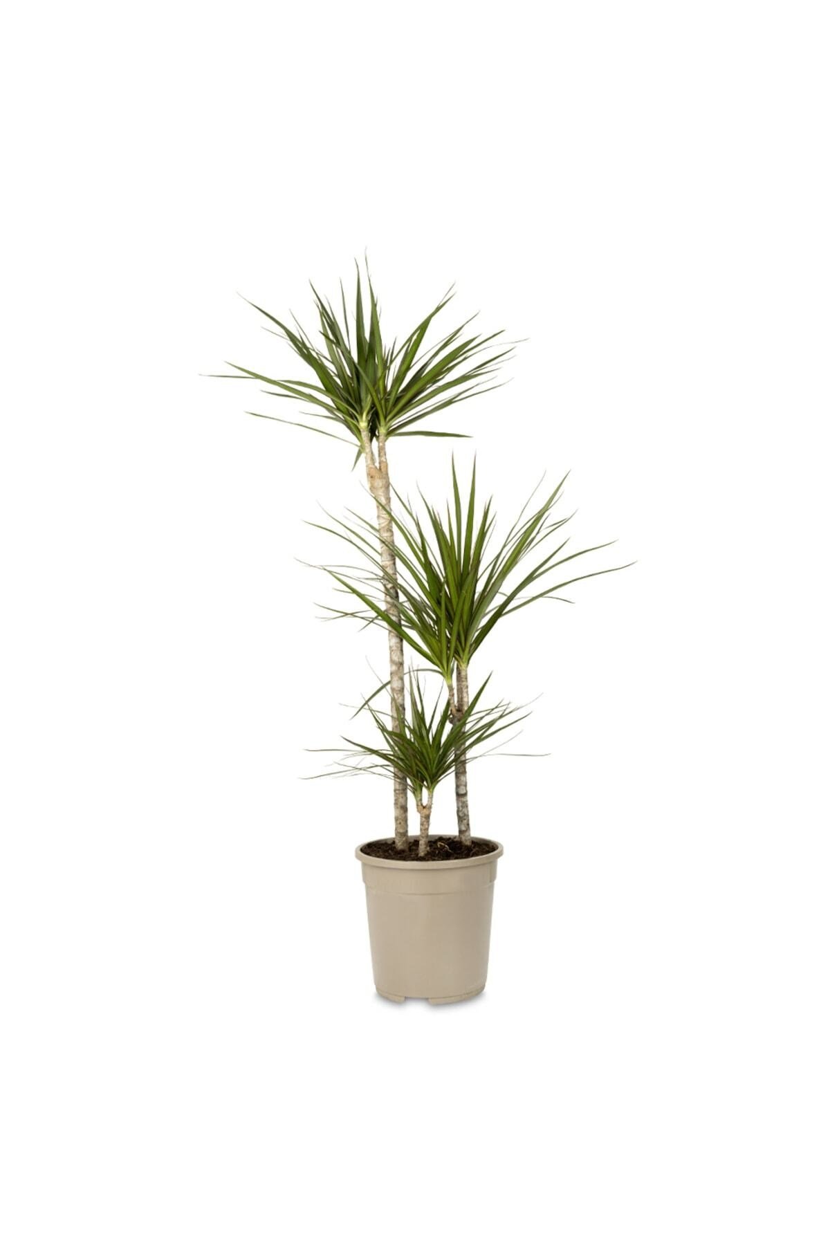 Saksıda Üç Gövdeli Dracaena Marginata