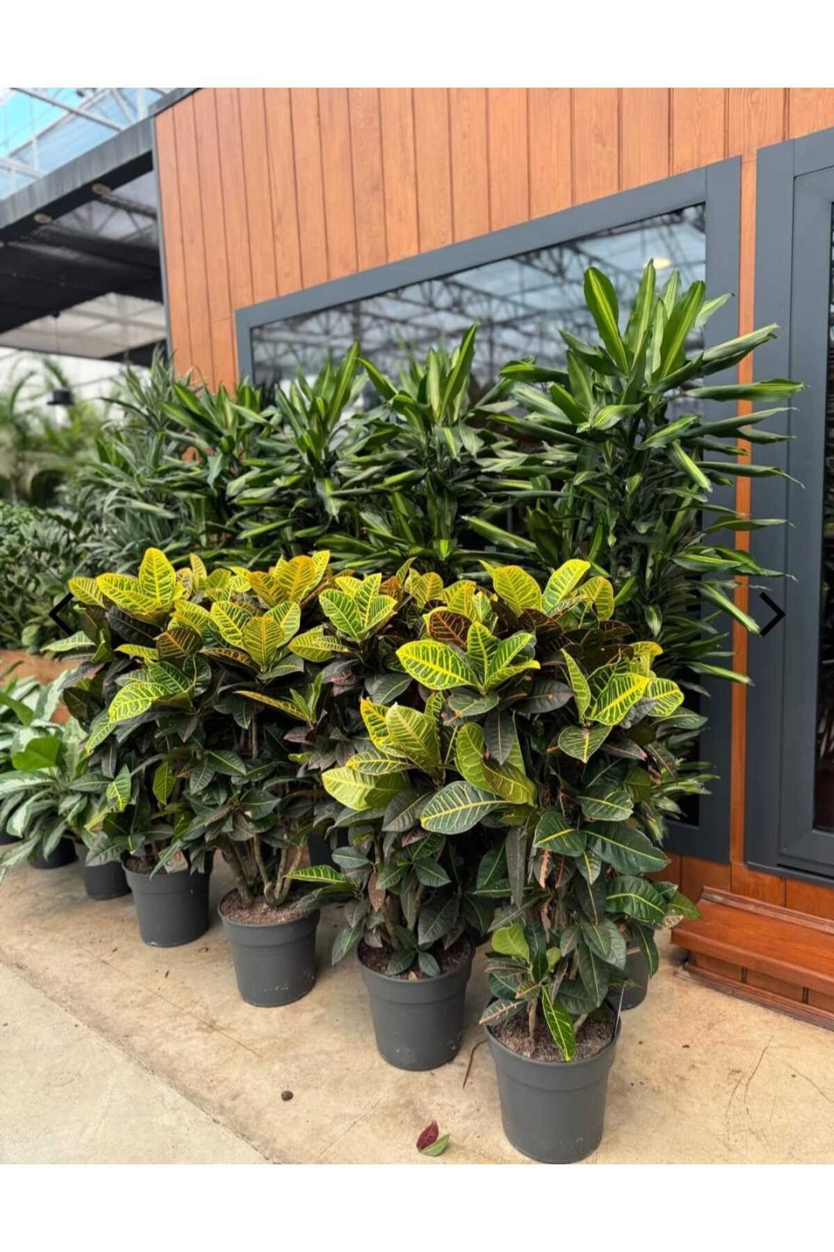 Saksıda XL Croton Petra Çiçeği