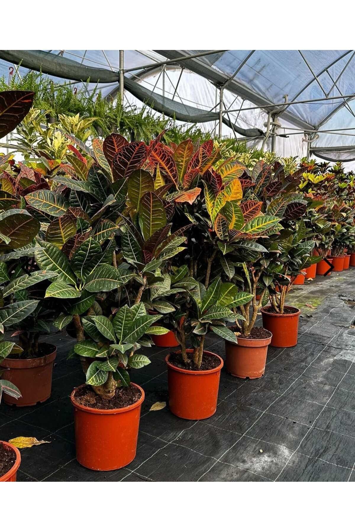 Saksıda XL Croton Petra Çiçeği