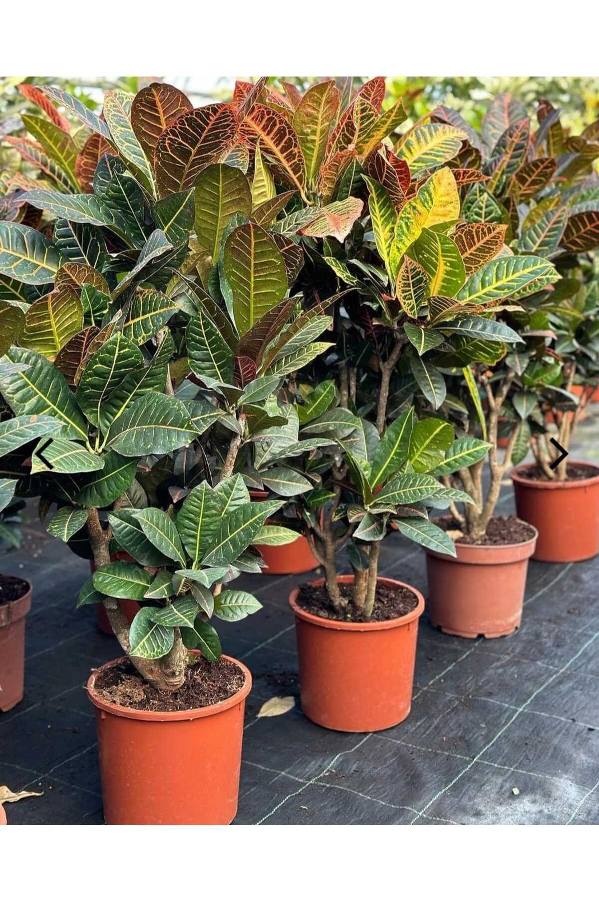 Saksıda XL Croton Petra Çiçeği