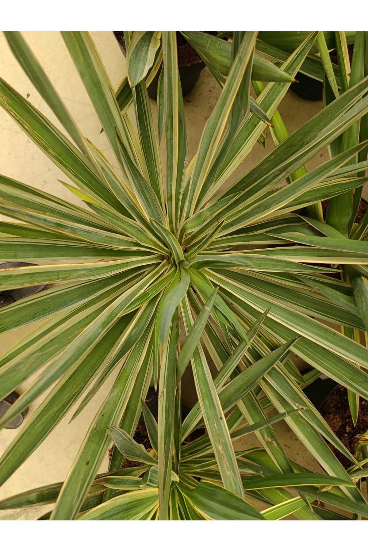 Saksıda Yucca Glorısa Bitkisi İthal