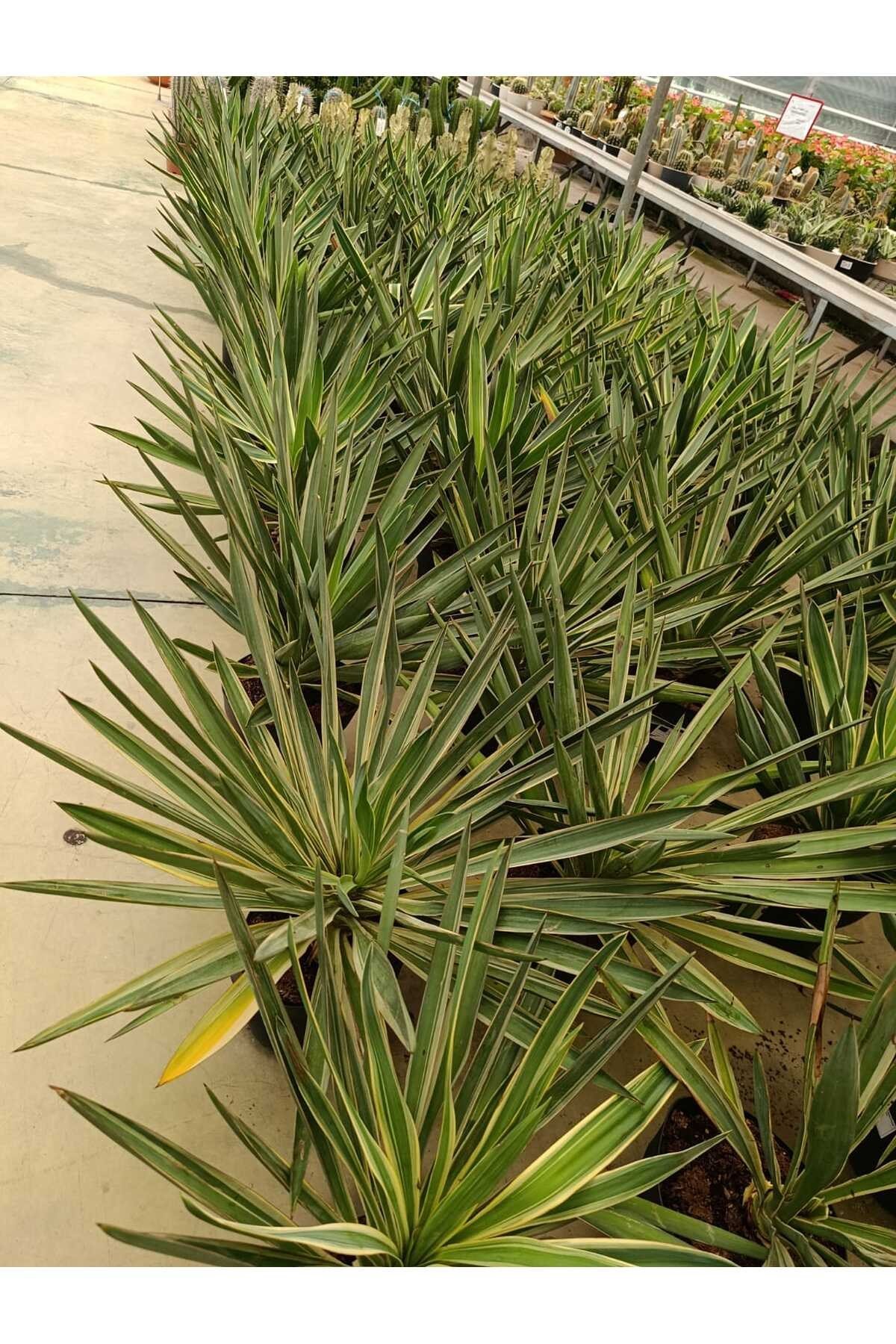Saksıda Yucca Glorısa Bitkisi İthal