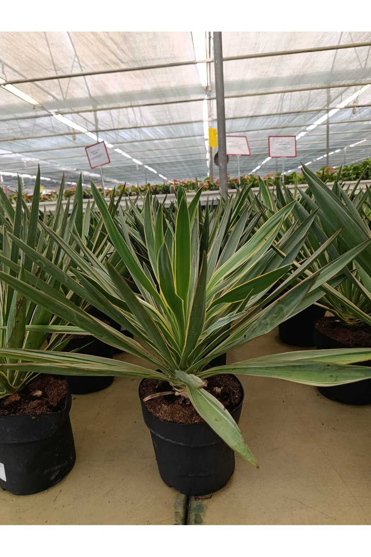 Saksıda Yucca Glorısa Bitkisi İthal
