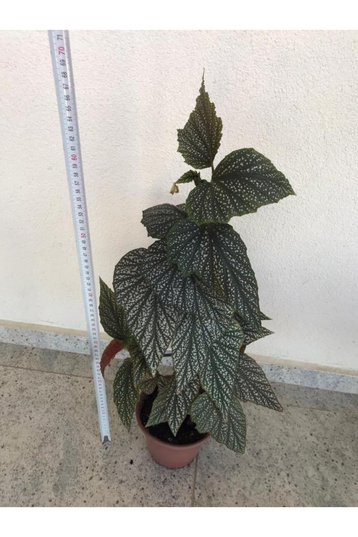 Saksılı Çilli Begonya Canlı Çiçek