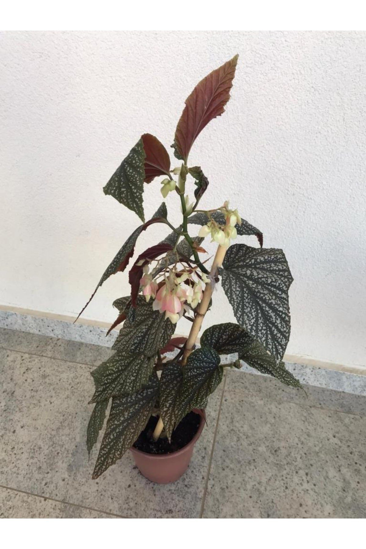 Saksılı Çilli Begonya Canlı Çiçek