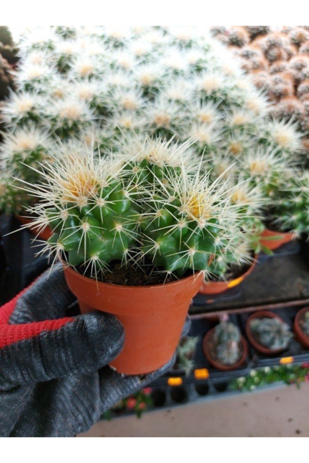 Saksılı Echinocactus Grusonii Cactus - Altın Fıçı Kaktüs (5.5 Luk Saksıda)