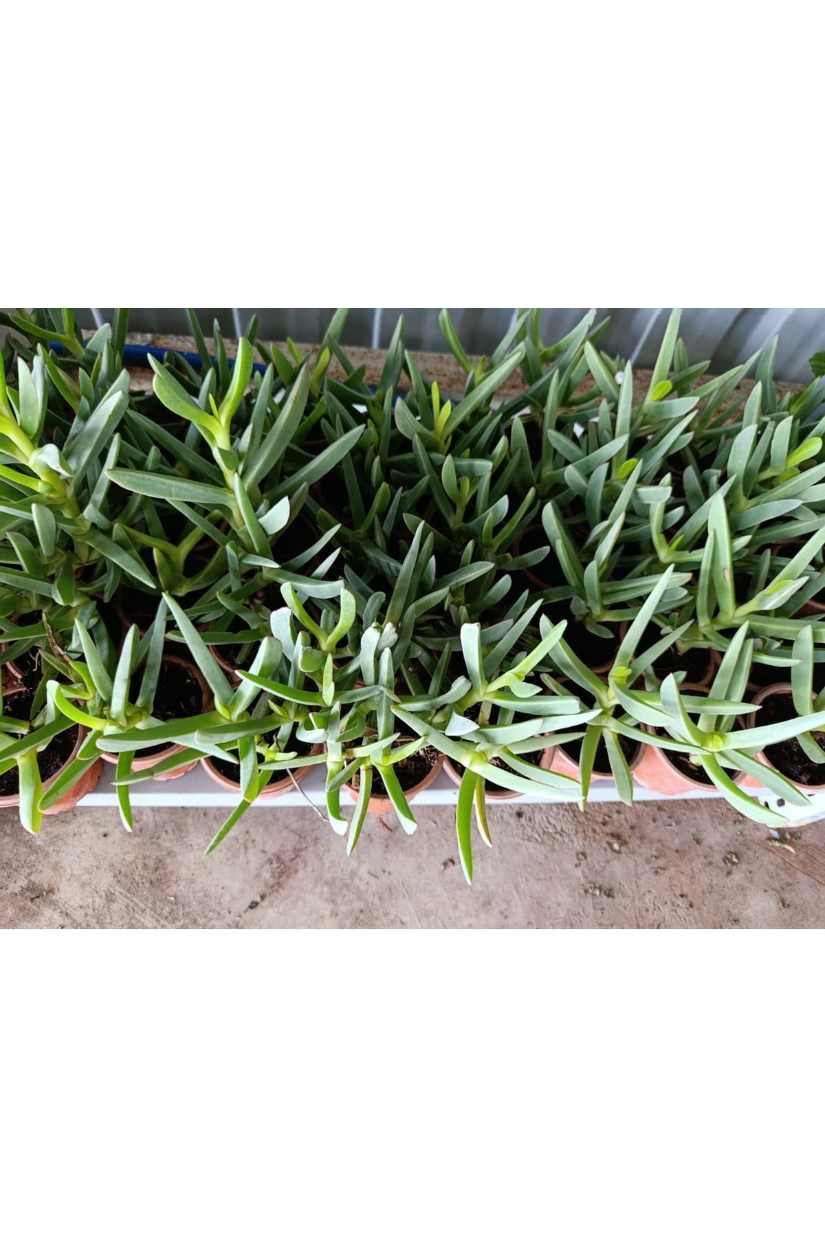 Saksılı Kaz Ayağı Çiçeği Fidanı 10-20 Cm
