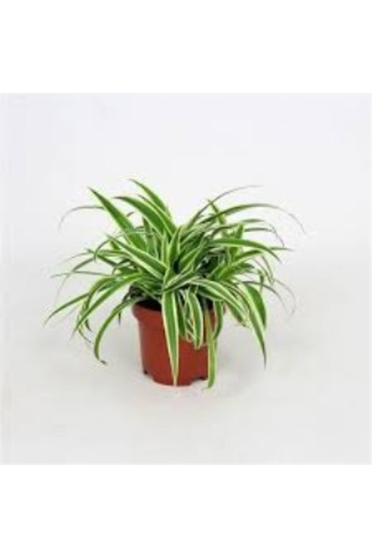 Saksılı Kurdela Canlı Çiçek 10-20 cm