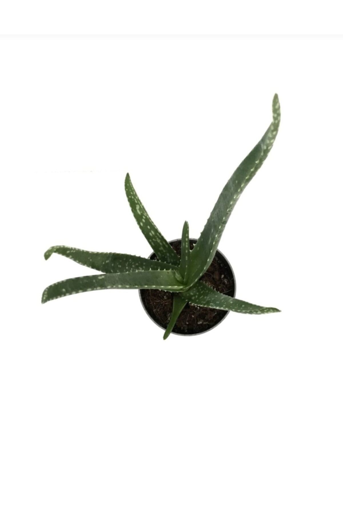 Saksımarket Canlı Aloevera Bitkisi 15 Cm