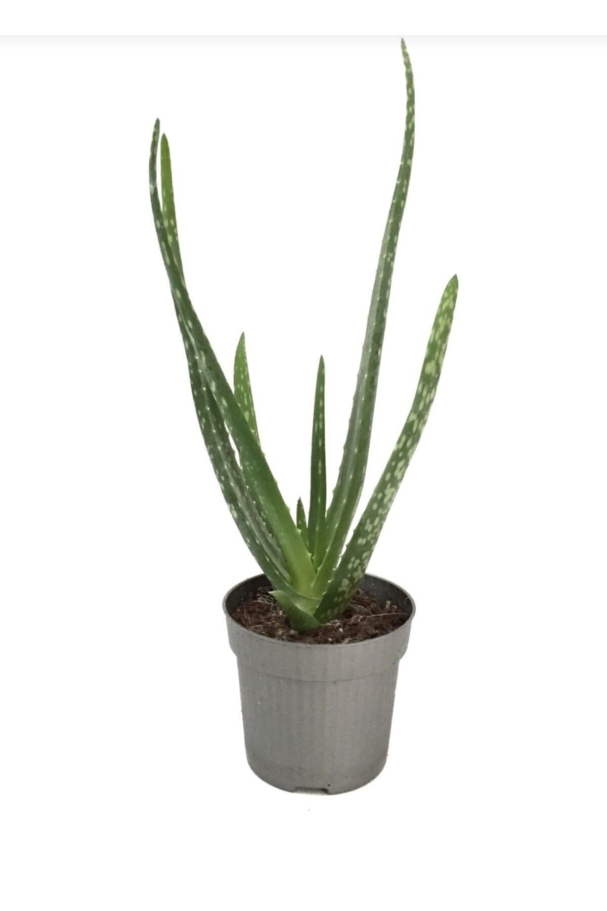 Saksımarket Canlı Aloevera Bitkisi 15 Cm