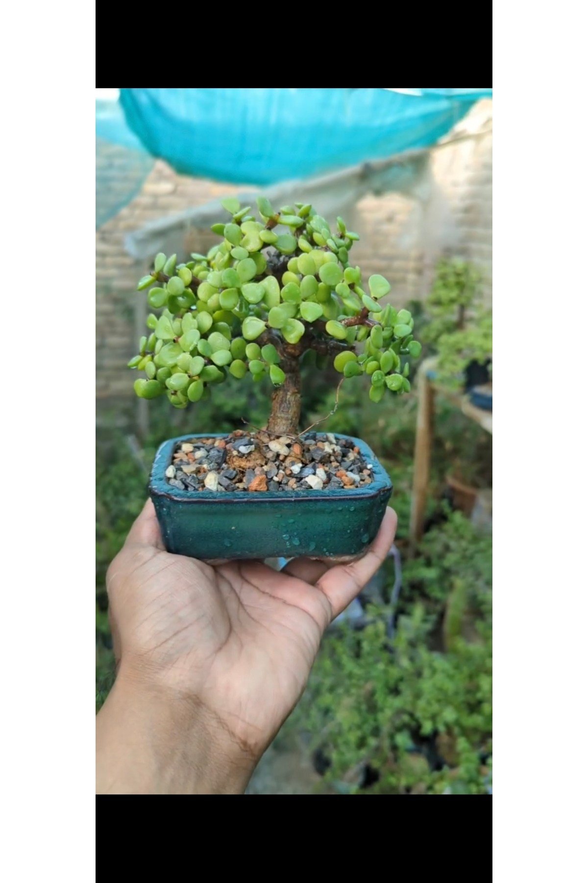 Salon Bitkisi Bonsai Ağacı Granit Saksıda