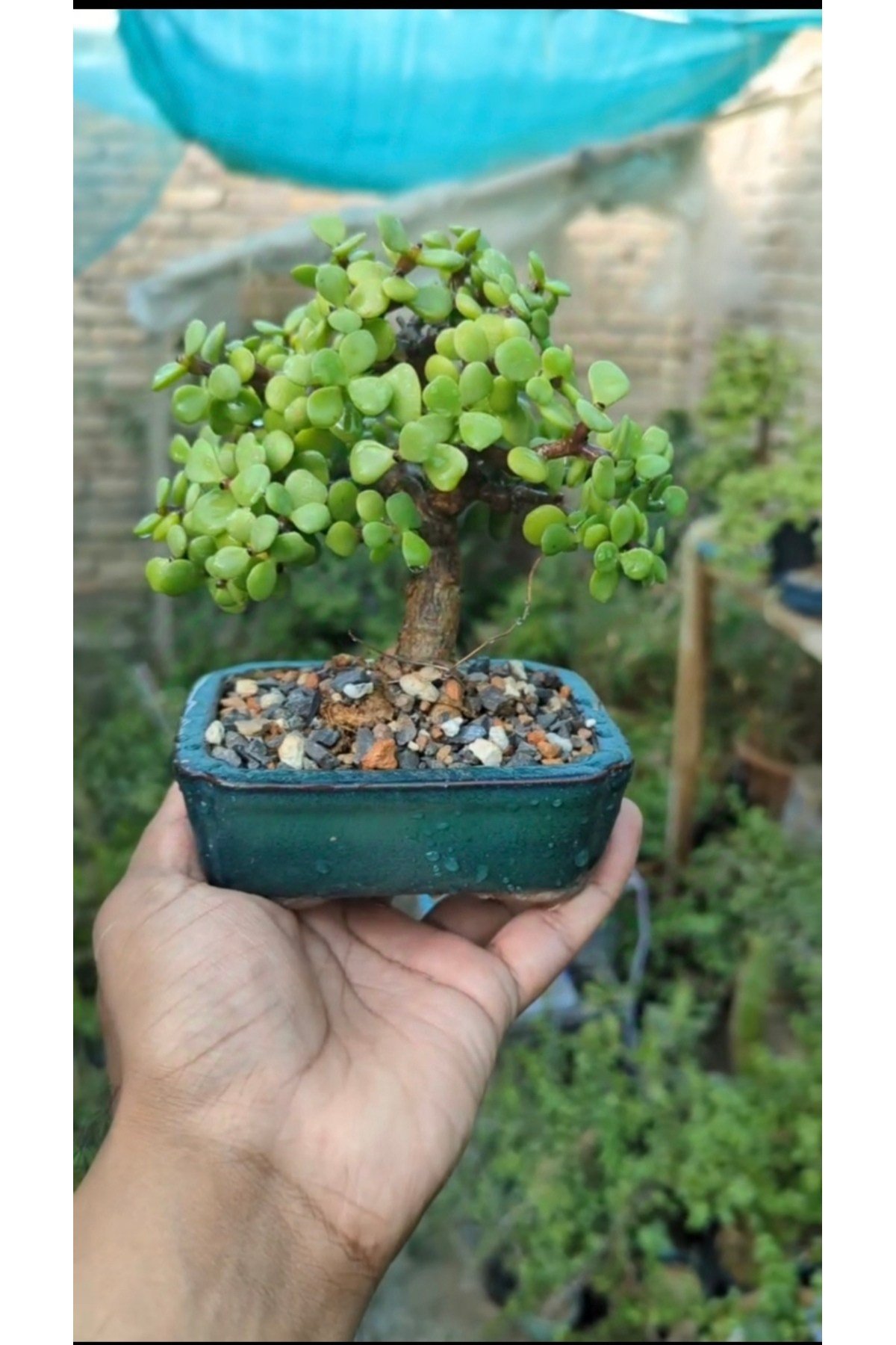 Salon Bitkisi Bonsai Ağacı Granit Saksıda