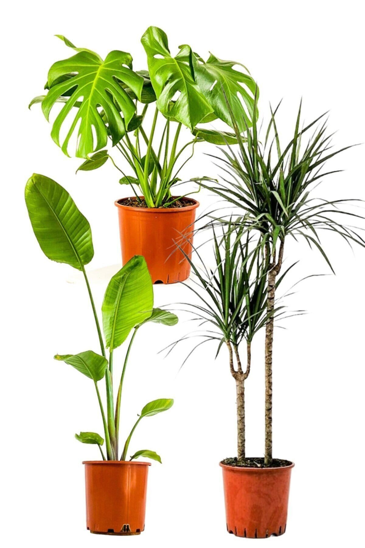Salon Bitkisi Seti Starliçe - Monstera - Marginata