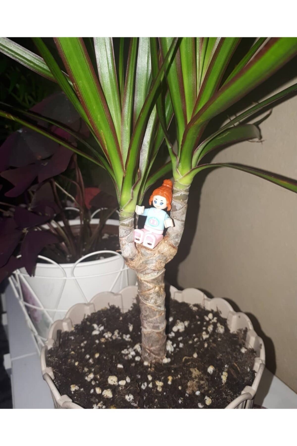 Salon Çiçeği, Dracaena Marginata 3-4 Dallı