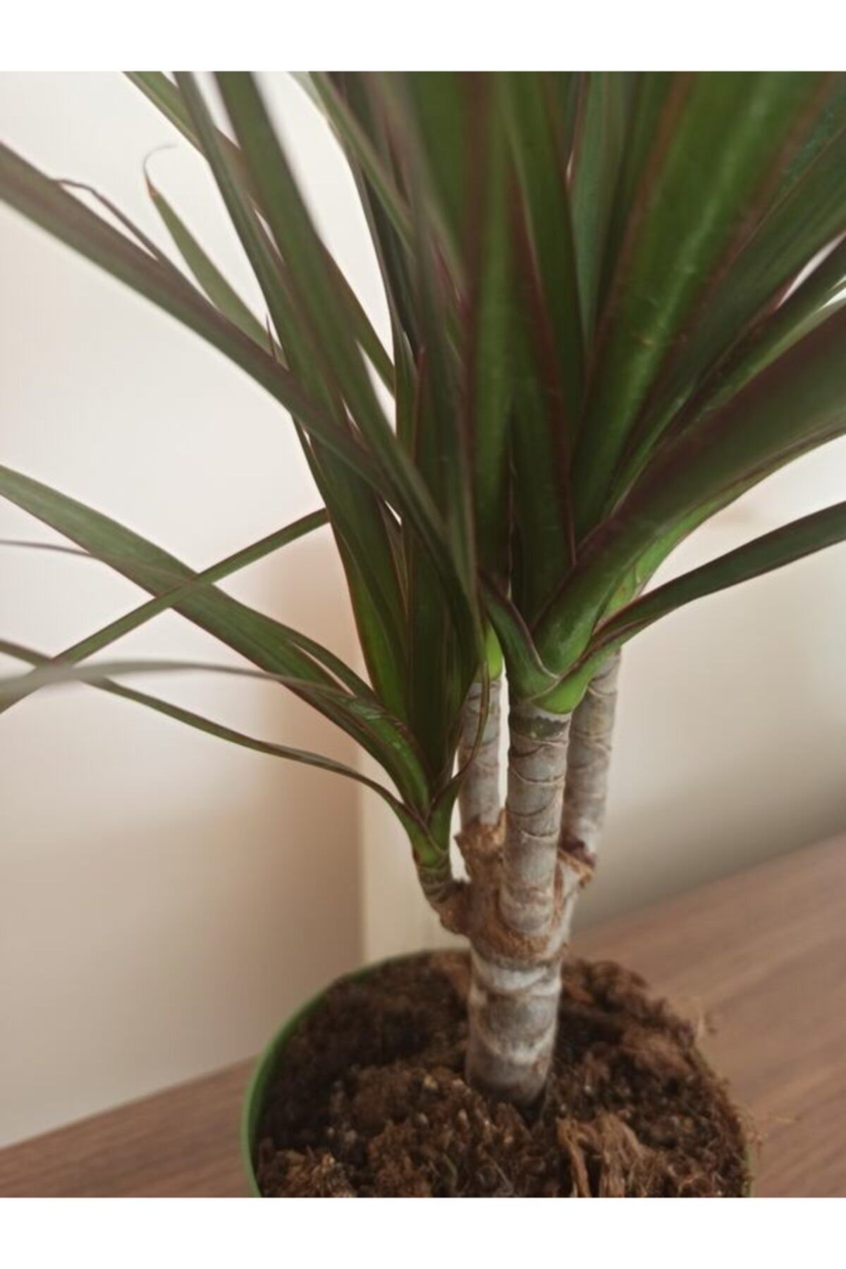 Salon Çiçeği, Dracaena Marginata 3-4 Dallı