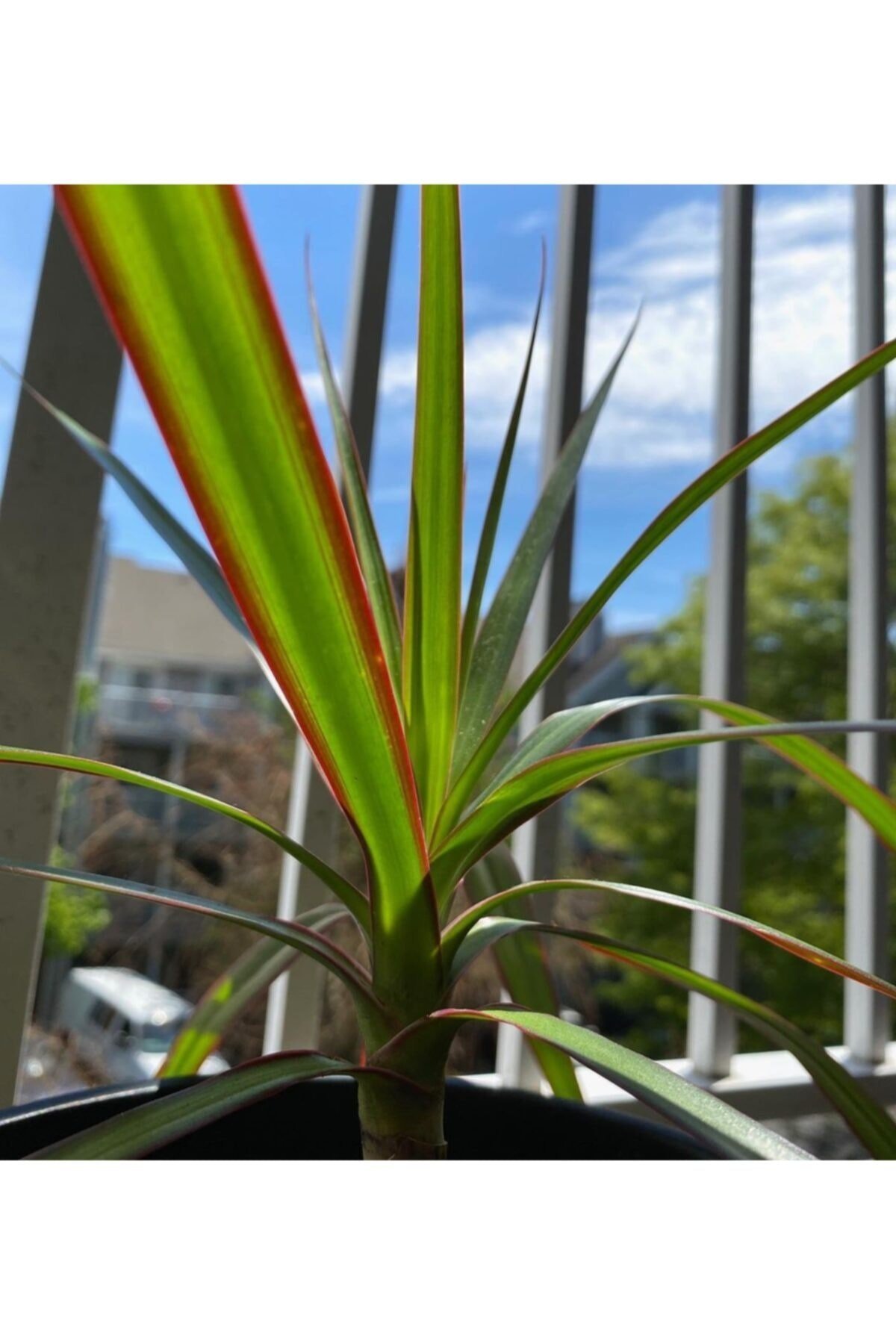 Salon Çiçeği, Dracaena Marginata 3-4 Dallı