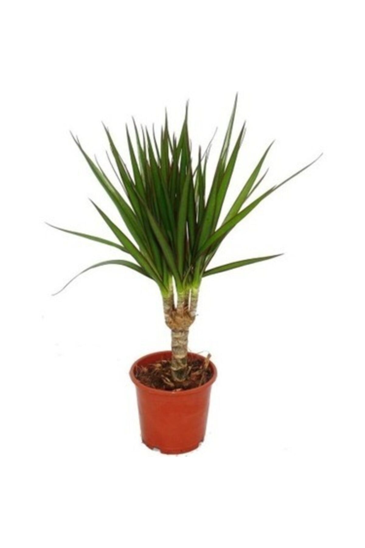 Salon Çiçeği, Dracaena Marginata 3-4 Dallı