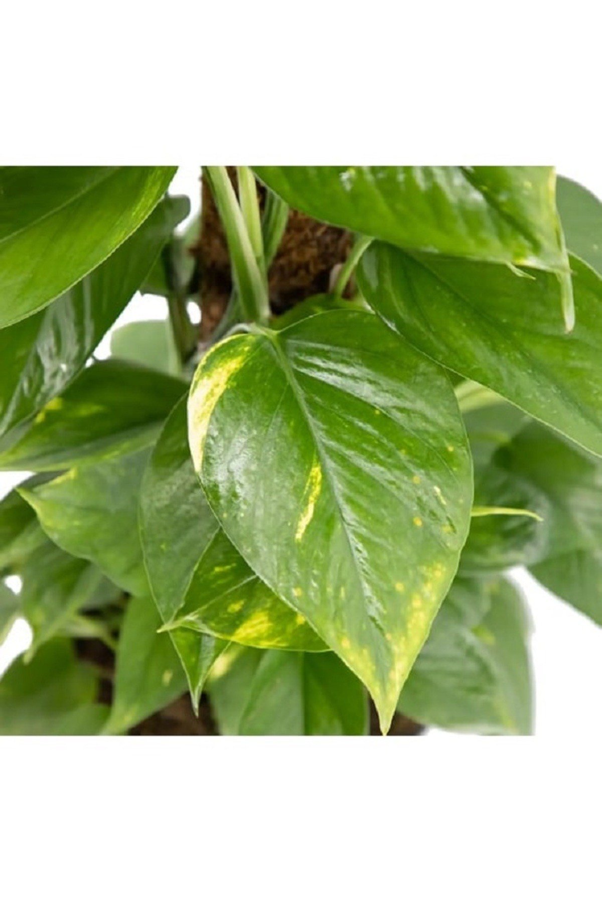 Salon Sarmaşığı 60 cm Patos Sarmaşığı Pothos Sarmaşığı İç Mekan Bitkisi