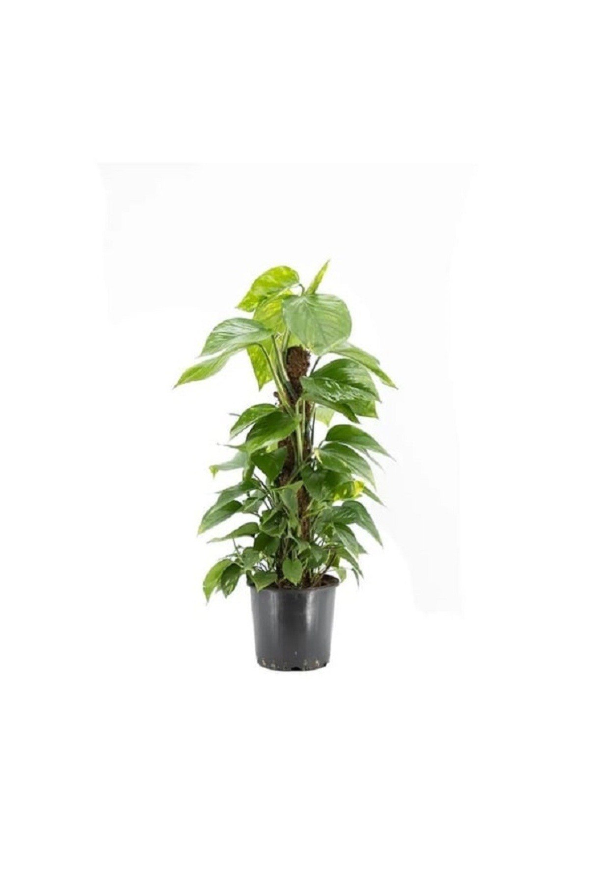 Salon Sarmaşığı 60 cm Patos Sarmaşığı Pothos Sarmaşığı İç Mekan Bitkisi