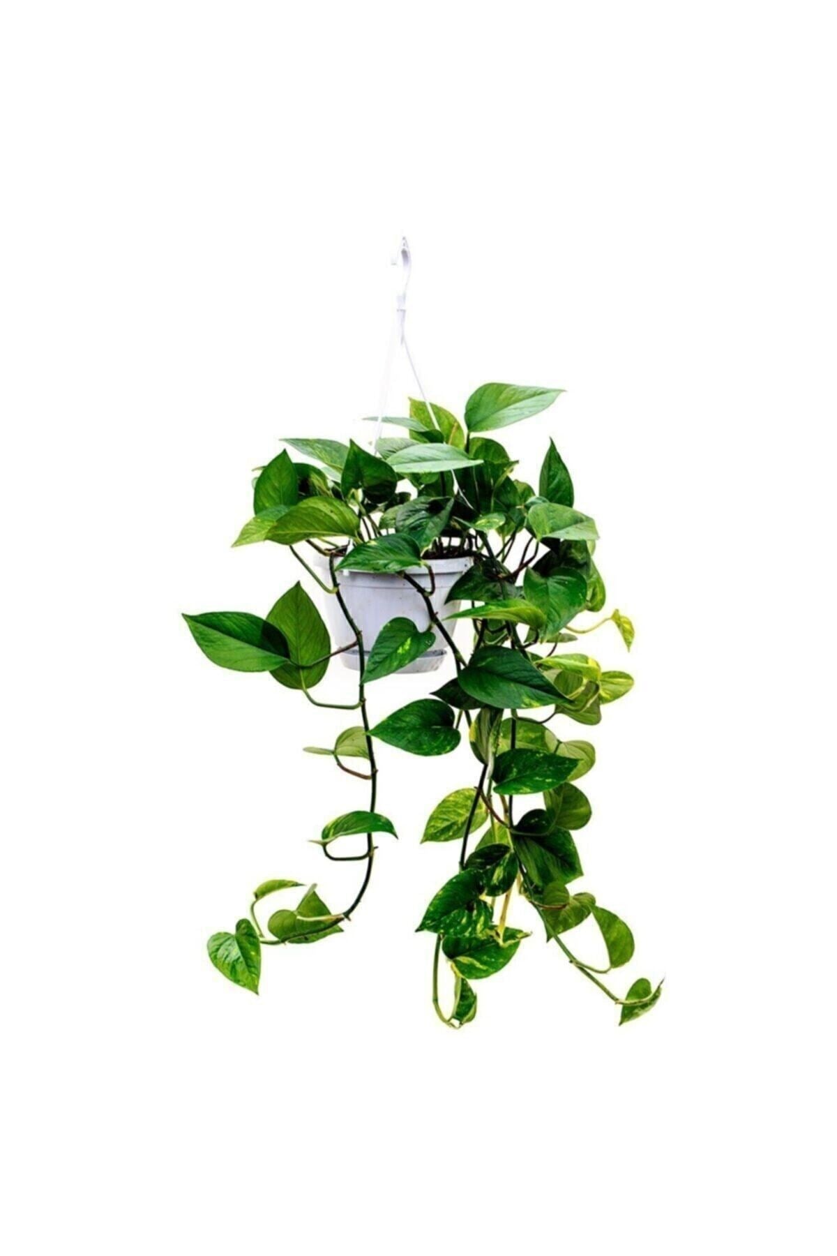 Salon Sarmaşığı Epipremnum Aureum Golden Pothos Büyük Boy 25 Cm Askılı Saksıda İç Mekan