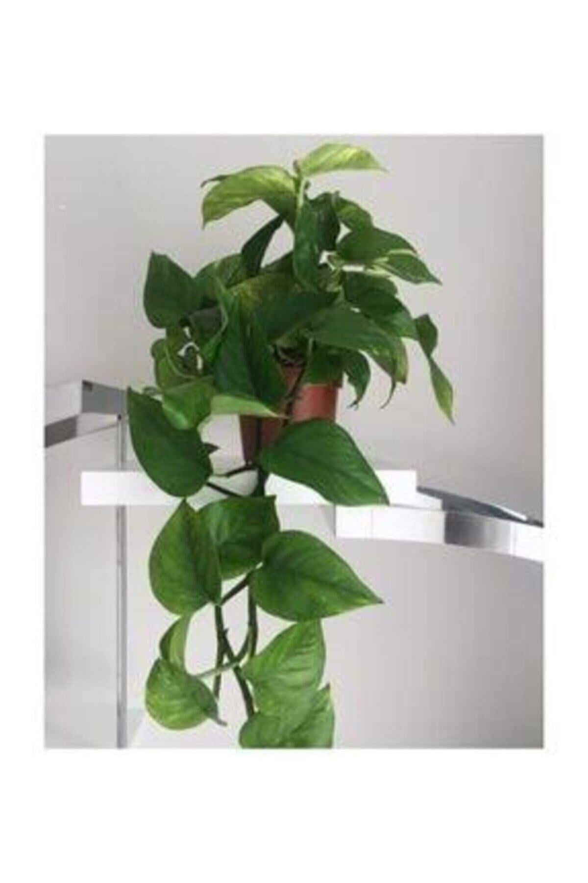 Salon Sarmaşığı Pothos Çiçeği Patos Çiçeği