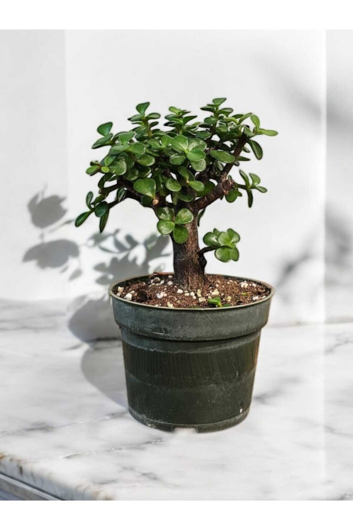 Şans ağacı bonsai