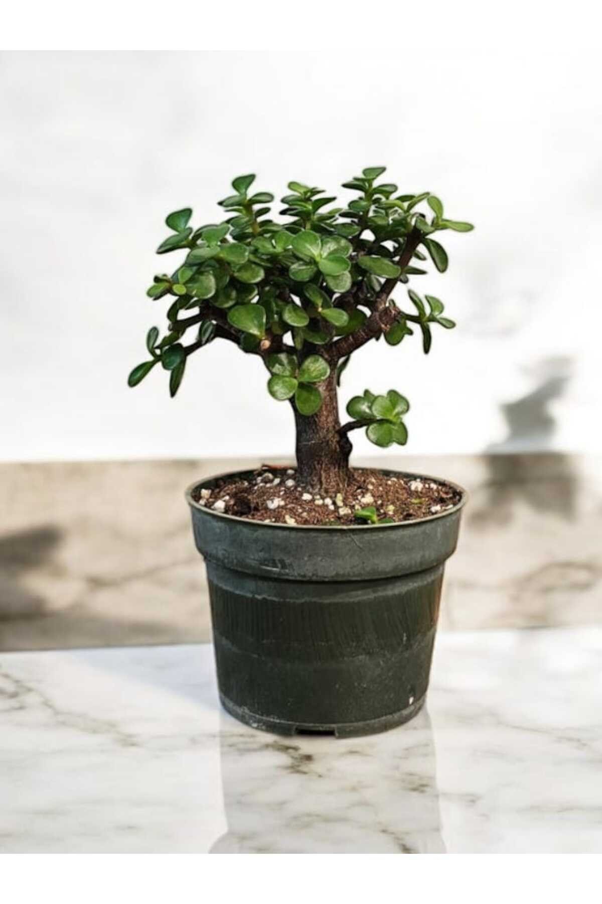 Şans ağacı bonsai