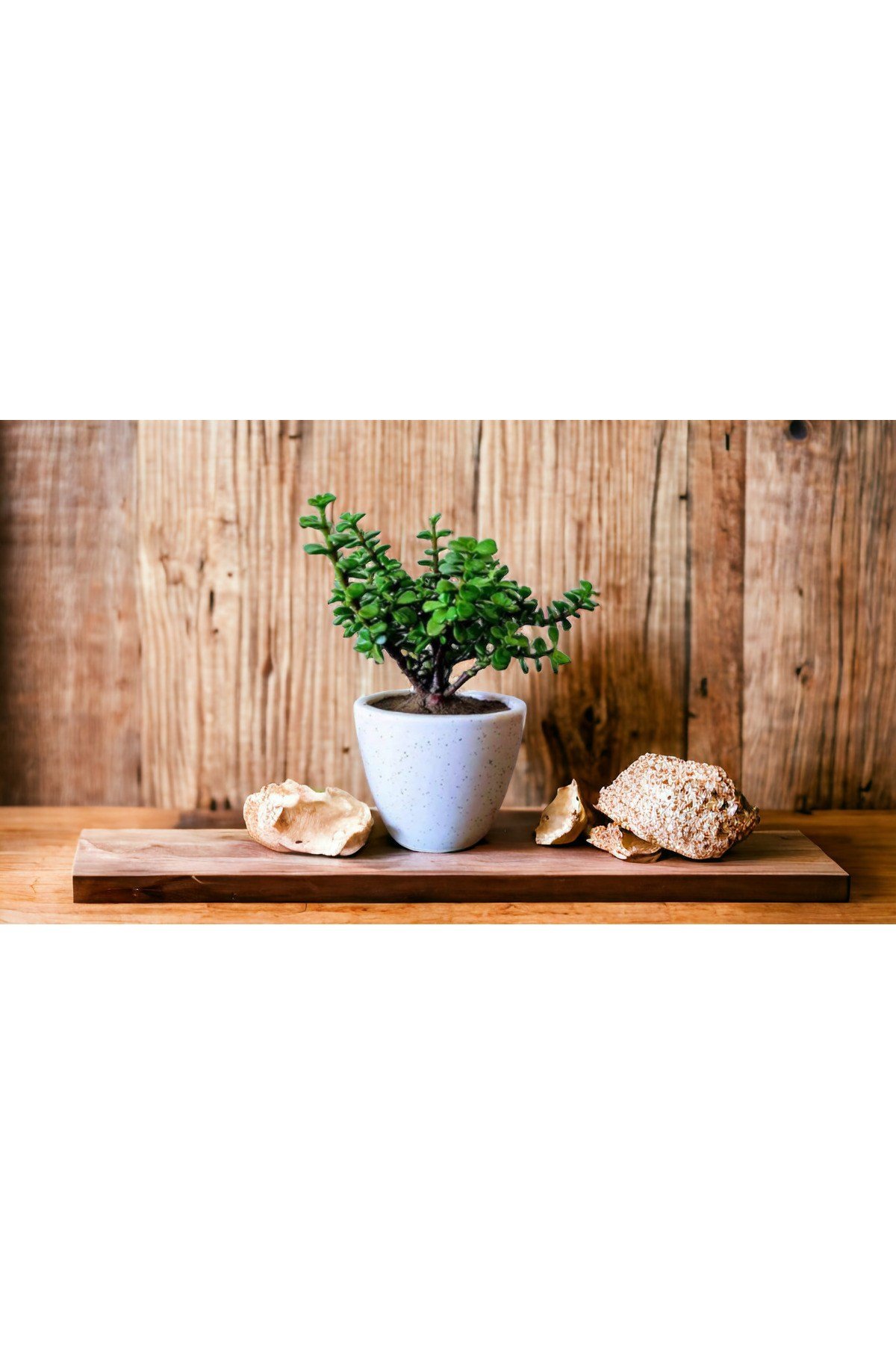 Şans Getiren Bonsai Ağacı Afra Para Bitkisi