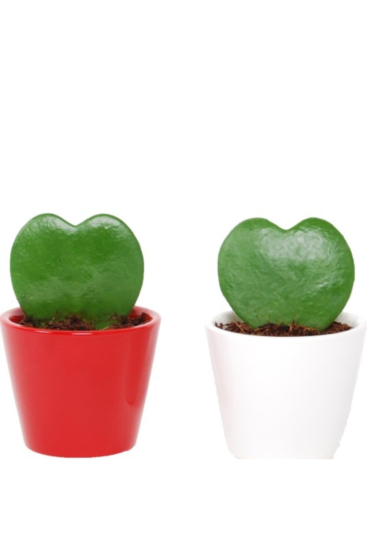 Şans Kalbi – Hoya Kerrii 2 Adet