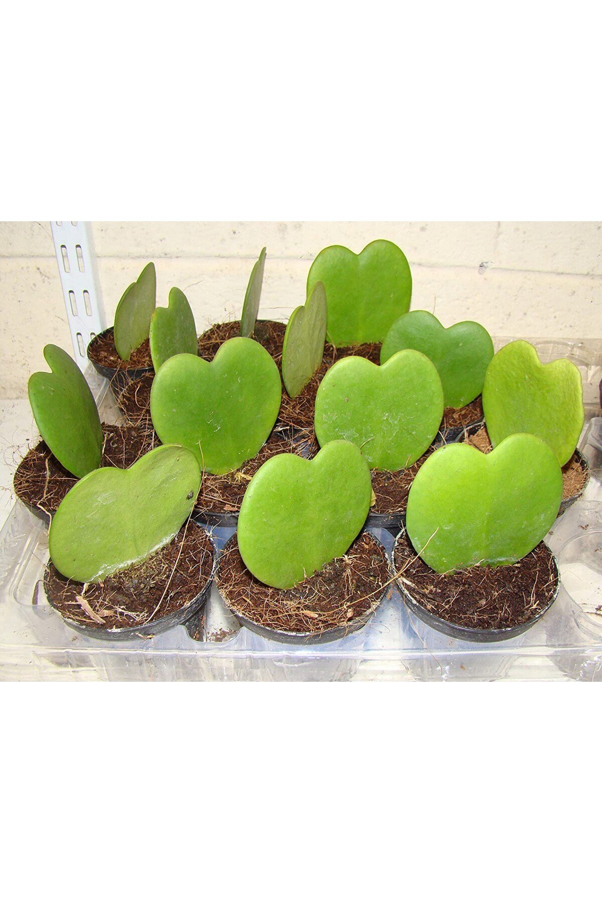 Şans Kalbi – Hoya Kerrii 2 Adet