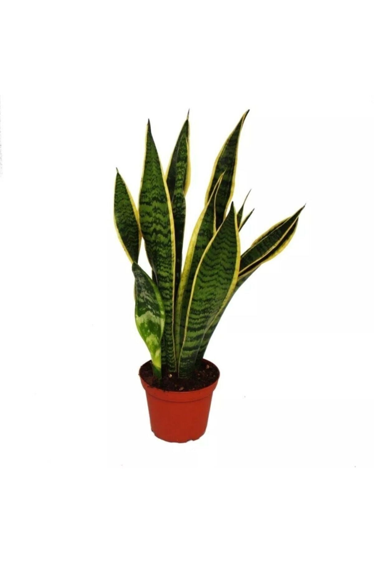 Sanseveria Paşa Kılıcı