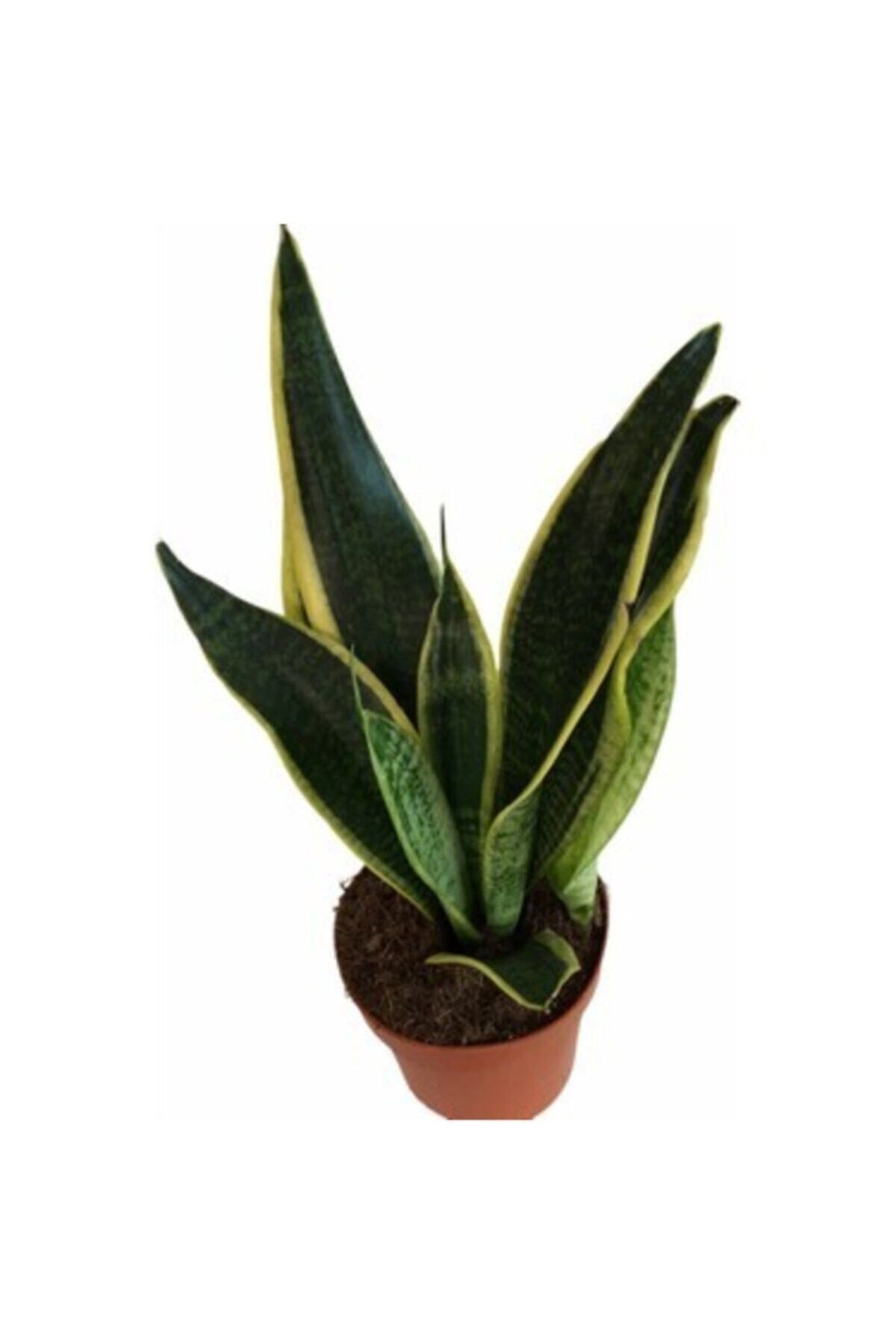 Sanseveria Paşa Kılıcı