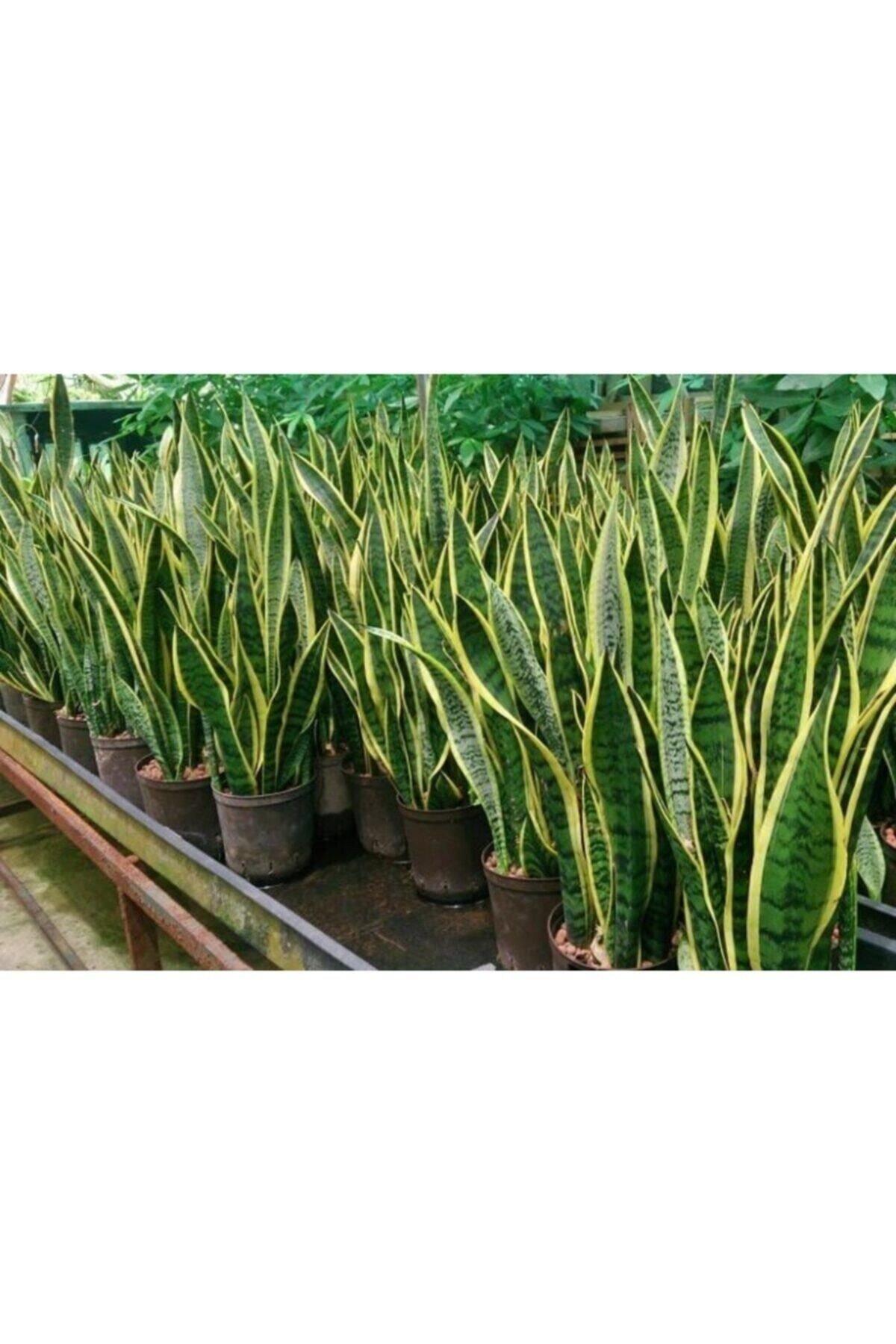 Sanseveria Paşa Kılıcı