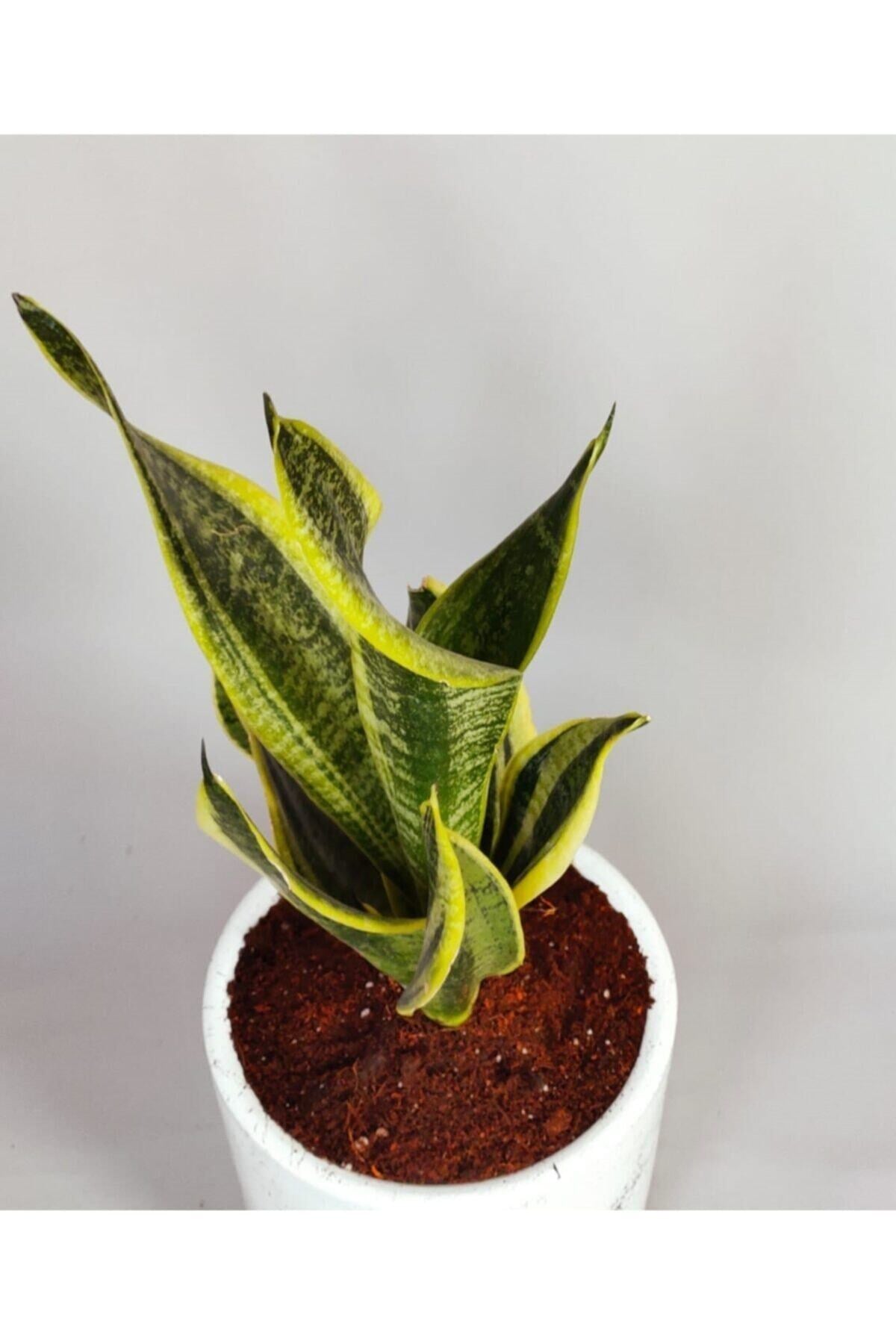 Sansevieria - Paşa Kılıcı
