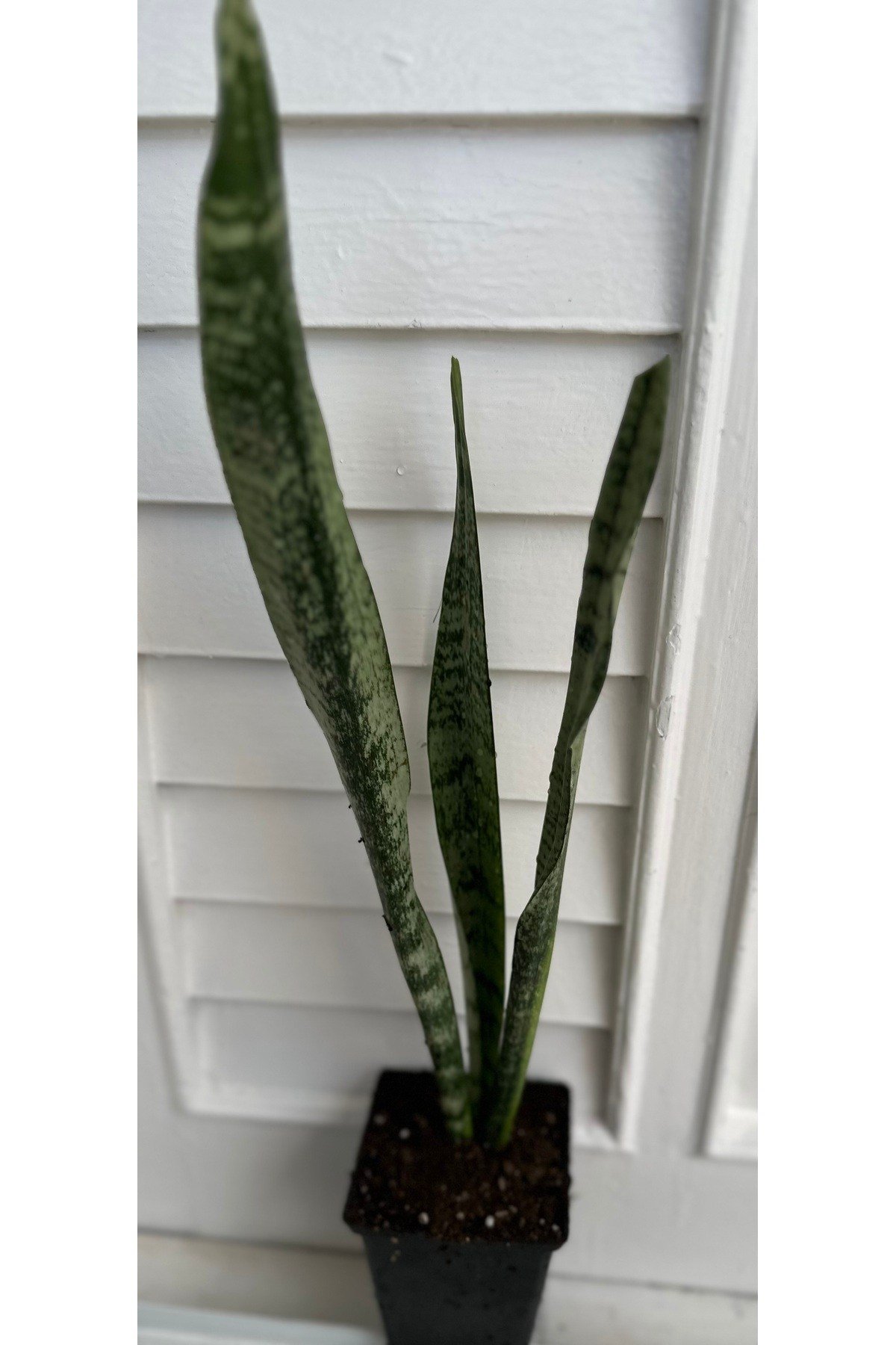 Sansevieria Paşa Kılıcı Yeşil Yapraklı