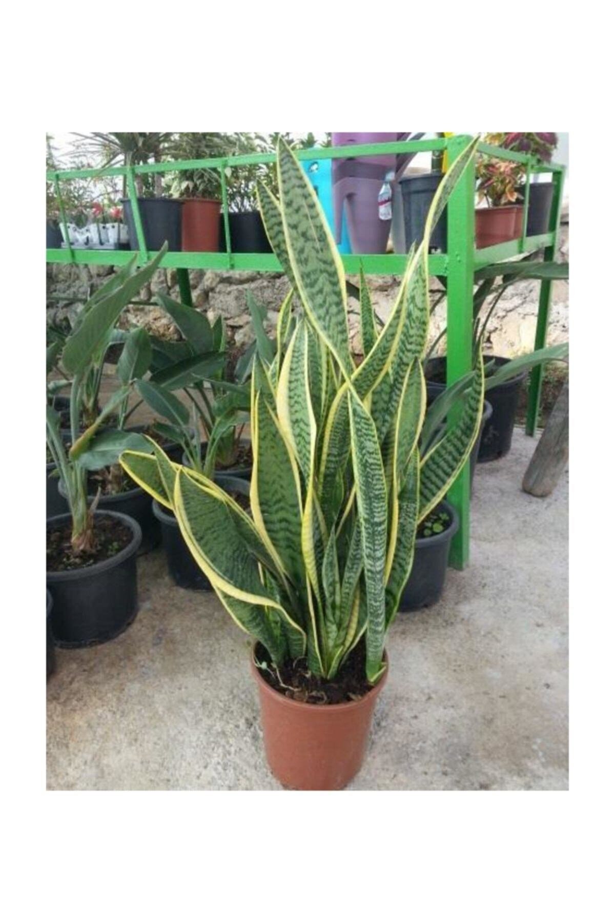 Sansevieria Trifasciata Paşa Kılıcı Peygamber Kılıcı Bitkisi 40-60 cm