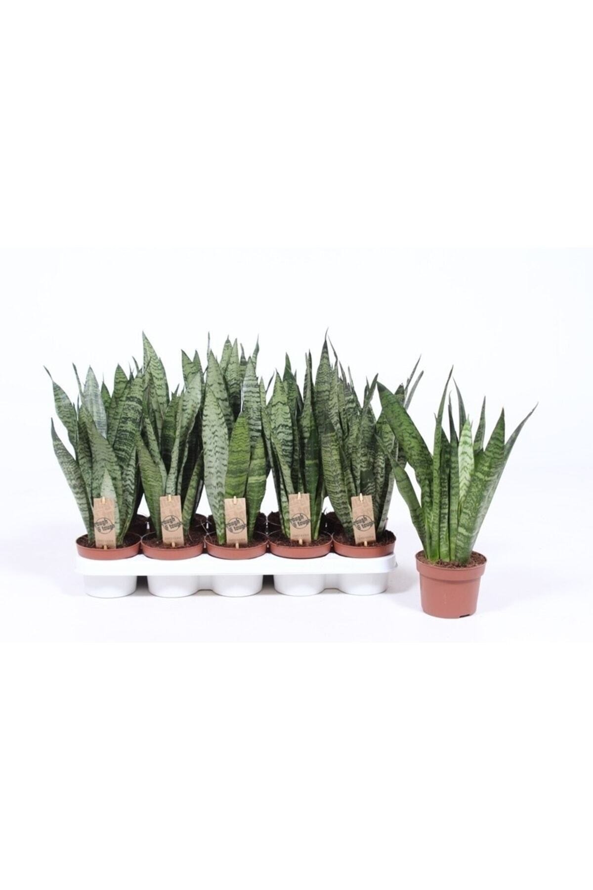 Sansevieria Zeylanica Ithal Paşa Kılıcı Kılıç Çiçeği