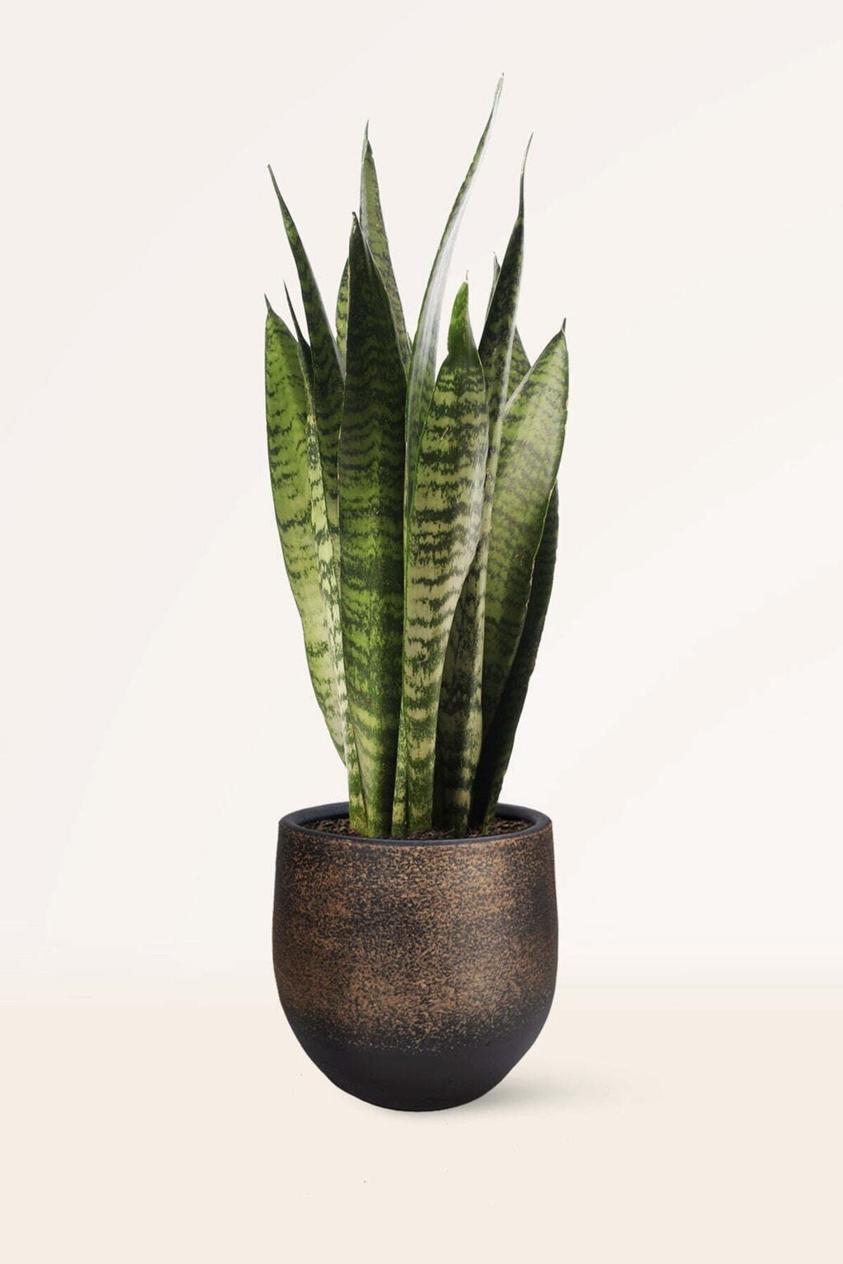 Sansevieria Zeylanica Ithal Paşa Kılıcı Kılıç Çiçeği