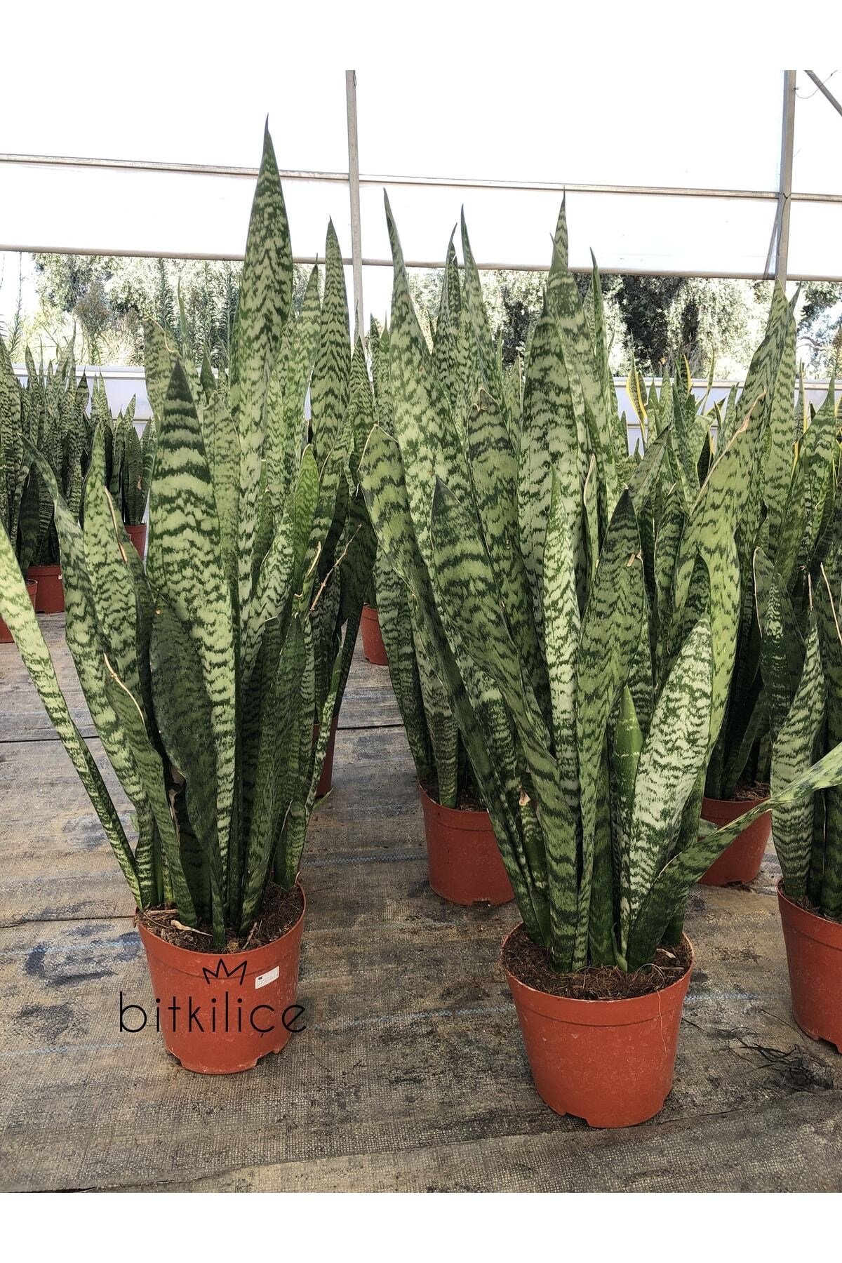 Sansevieria Zeylanica Xlarge (paşa Kılıcı) 80-90 Cm